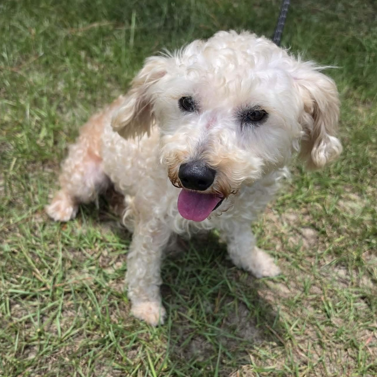 Asher, Adoptable, Adult Male Miniature Poodle.