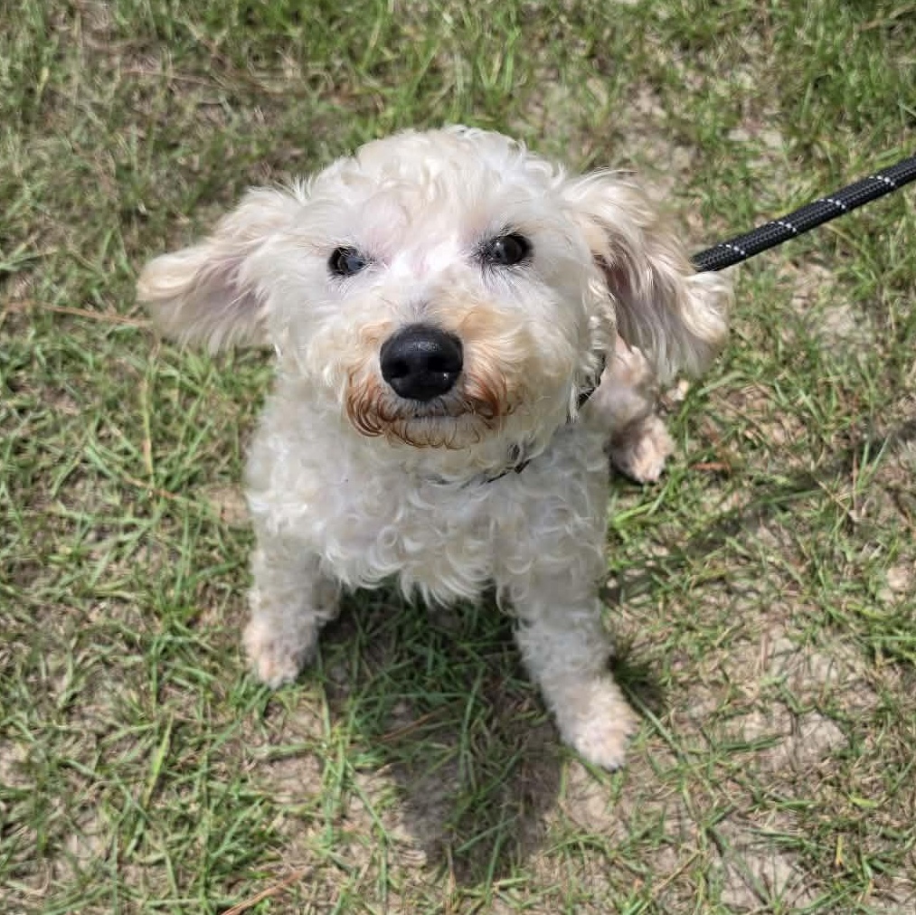 Enlarge Asher, a Adoptable Miniature Poodle in Wanaque, NJ image 4/5