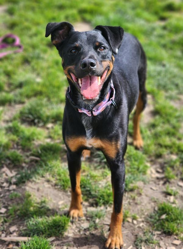 Sadie, Adoptable, Adult Female Rottweiler.