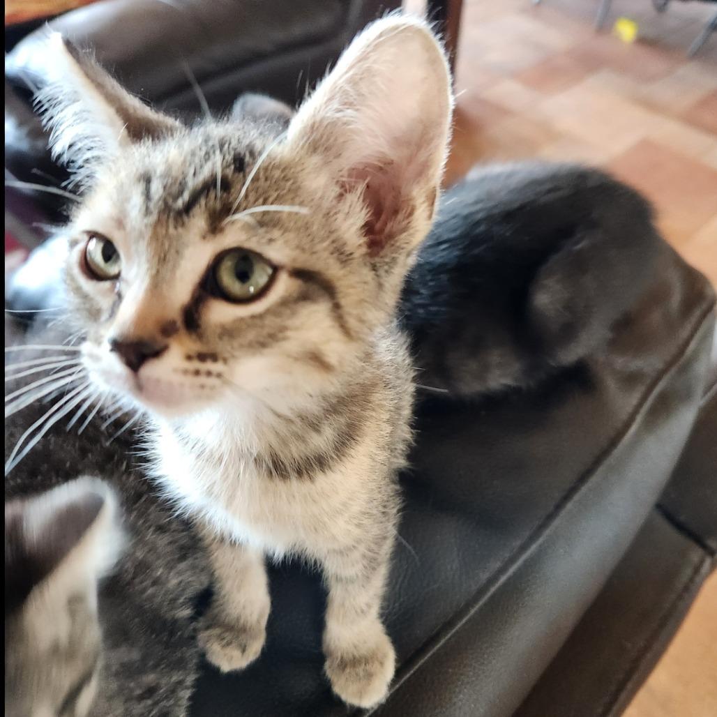 Pearl — thumbnail 2