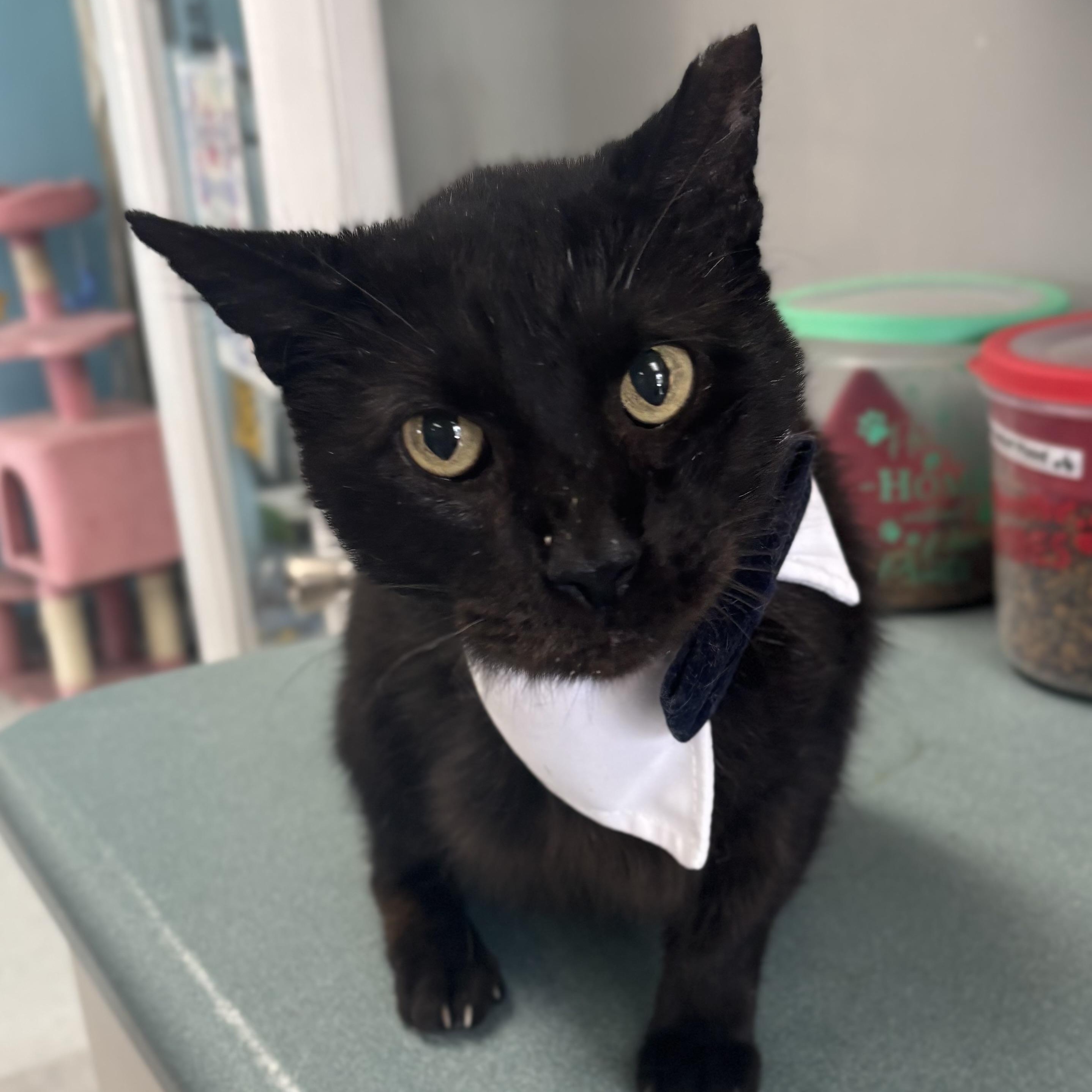 Triceratops, ADOPTABLE, Adult Male Domestic Short Hair.