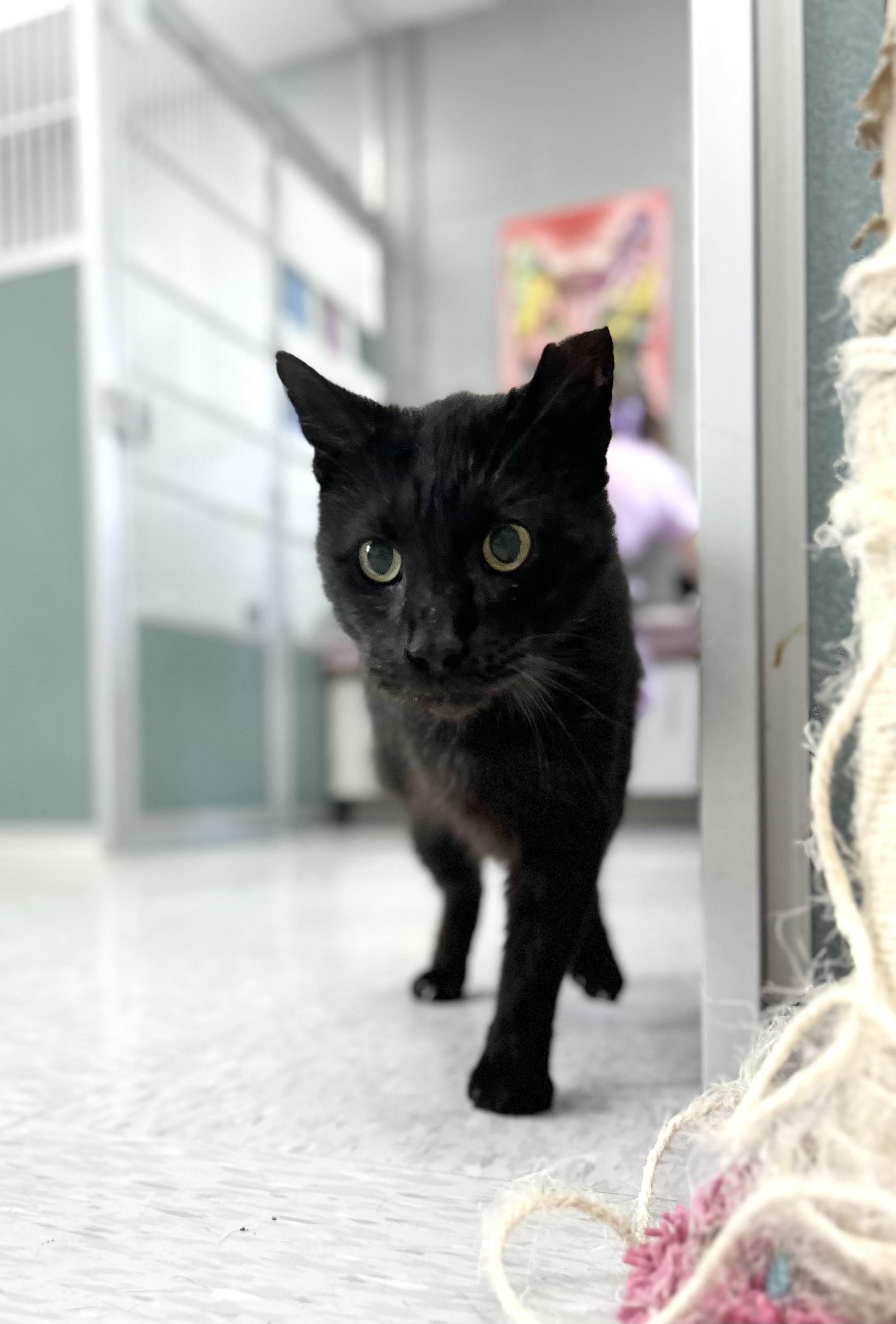 Triceratops, a ADOPTABLE Domestic Short Hair in Bardstown, KY image 5/6