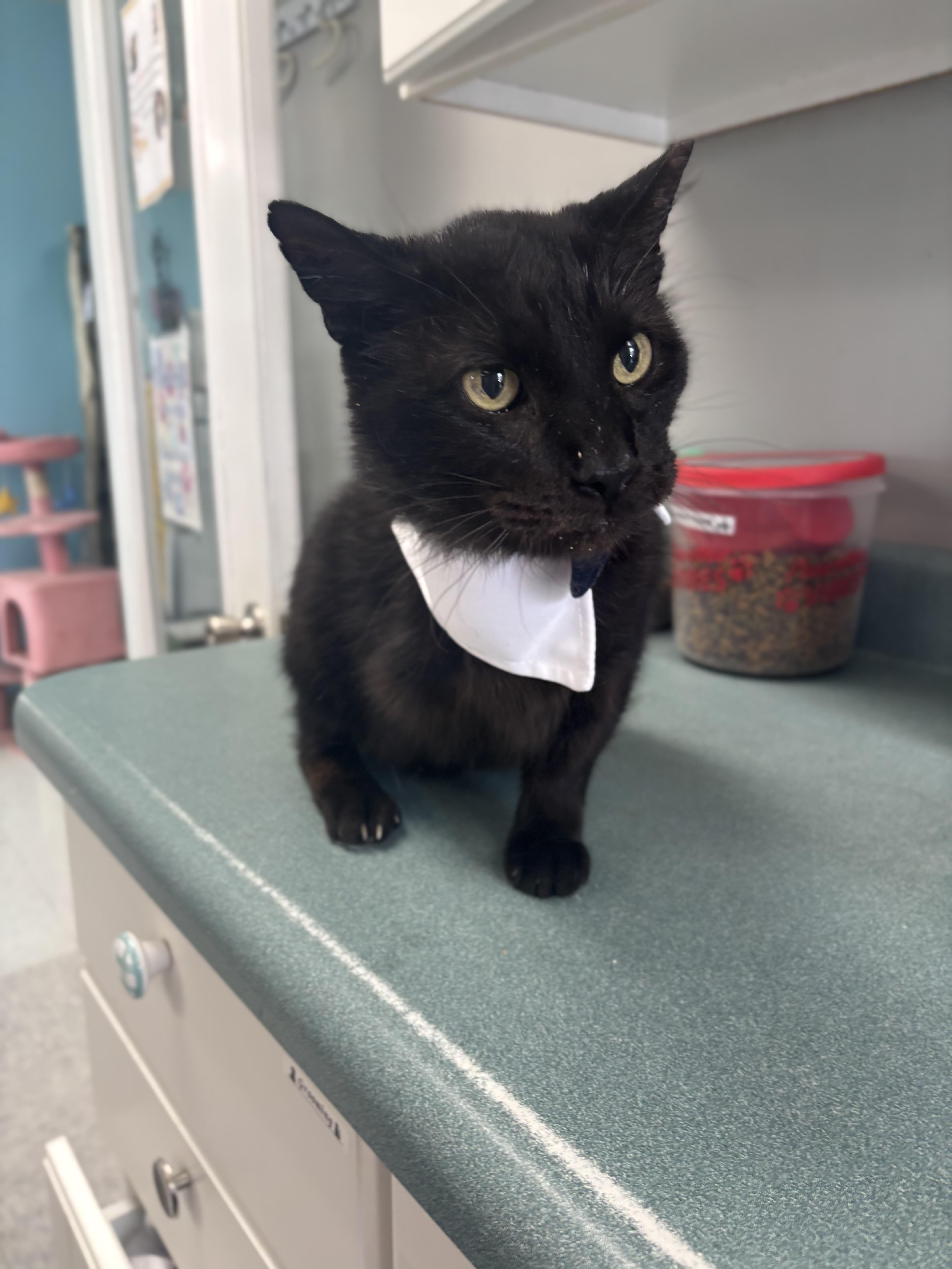 Triceratops, a ADOPTABLE Domestic Short Hair in Bardstown, KY image 2/6