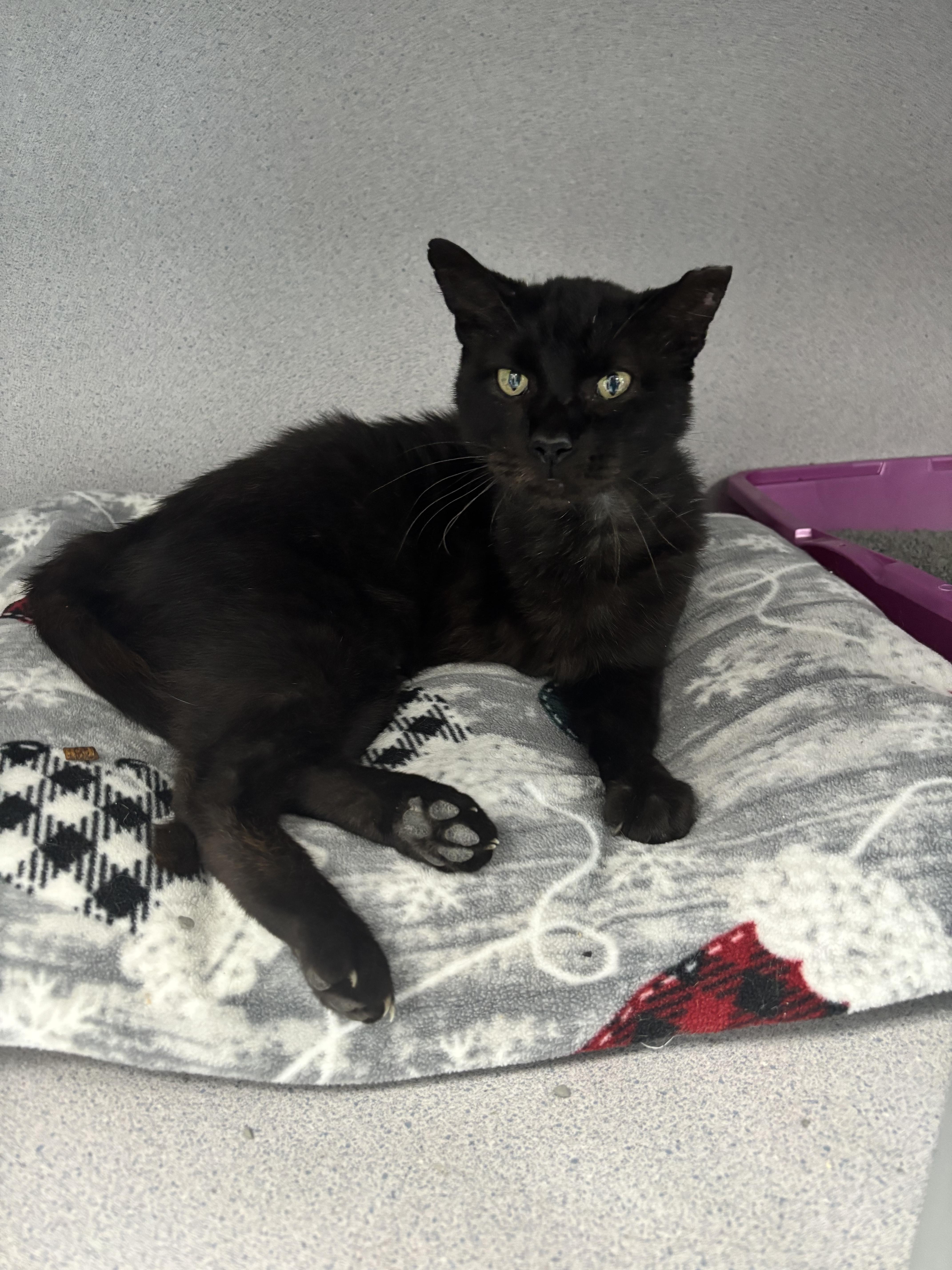 Triceratops, a ADOPTABLE Domestic Short Hair in Bardstown, KY image 3/6
