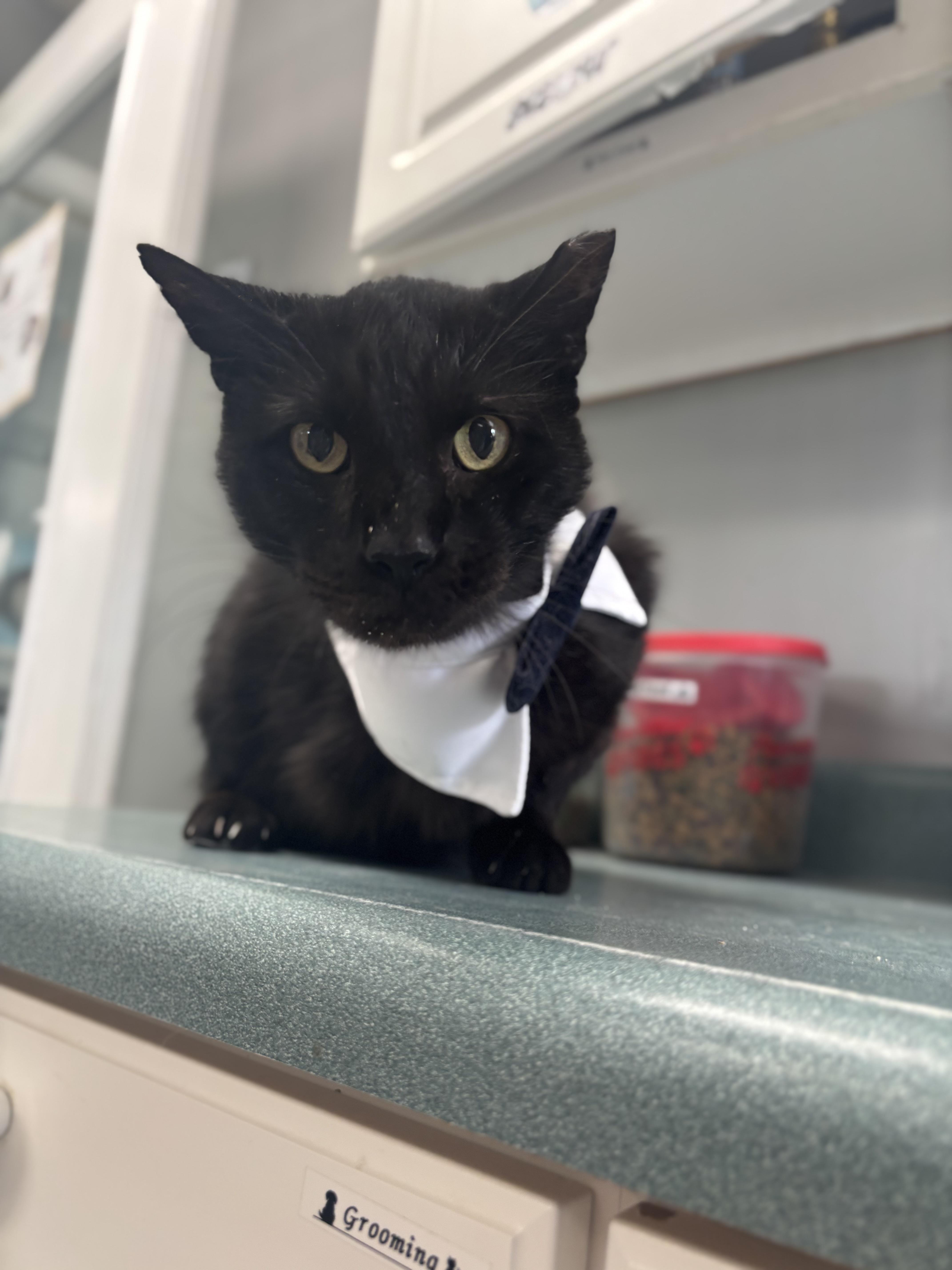 Triceratops, a ADOPTABLE Domestic Short Hair in Bardstown, KY image 6/6