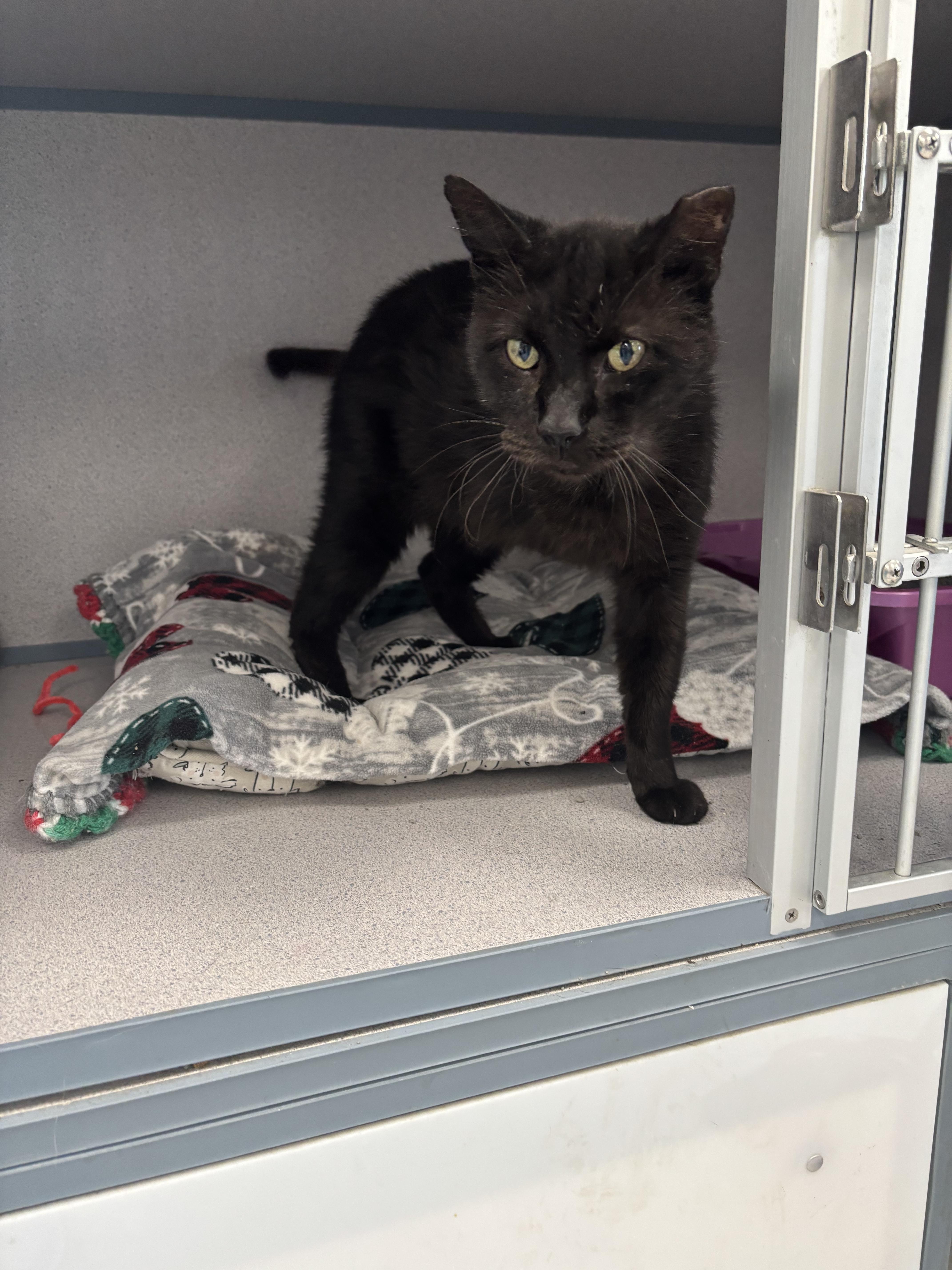 Triceratops, a ADOPTABLE Domestic Short Hair in Bardstown, KY image 4/6