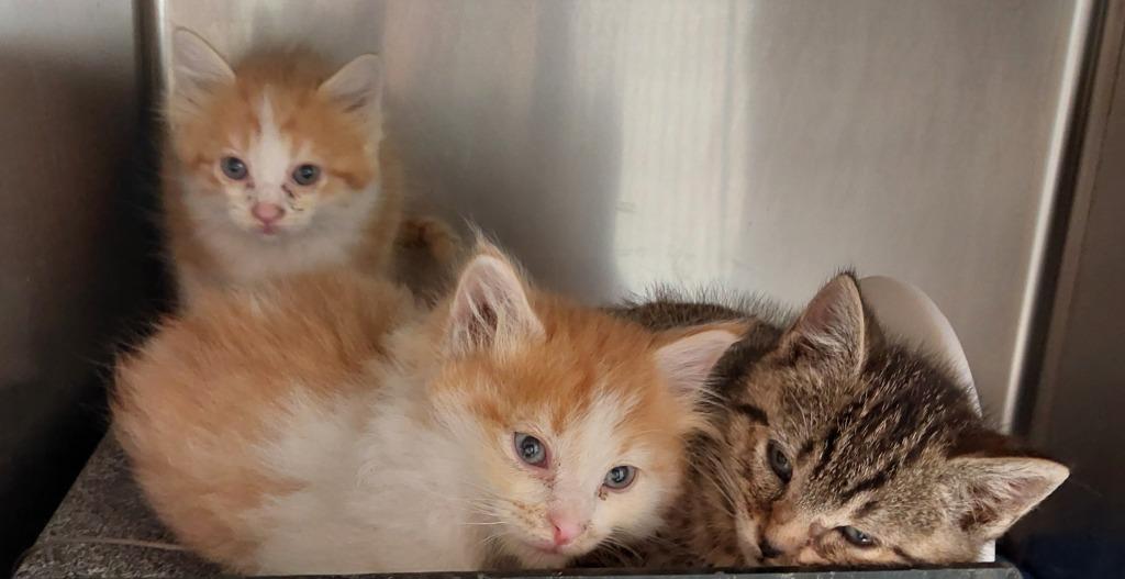 Little Harry, Adoptable, Kitten Male Domestic Medium Hair.