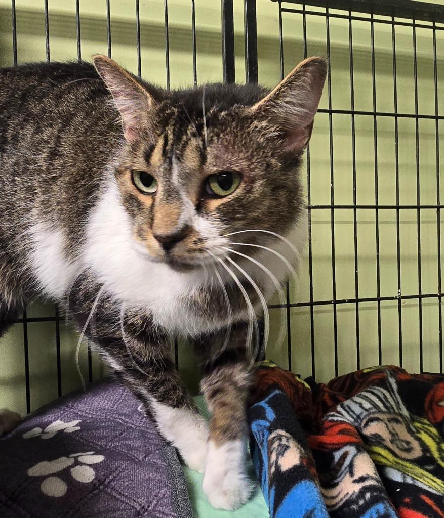 Milo, Adoptable, Adult Male Domestic Short Hair.
