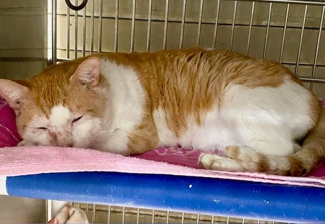 TEZCATLI, Adoptable, Adult Male Domestic Short Hair.