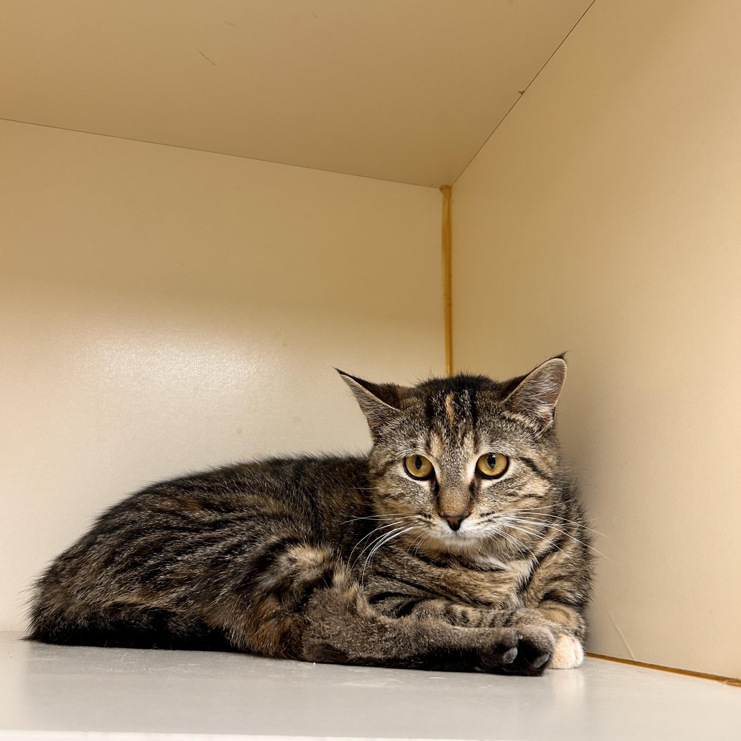 Enlarge Furby, an adopted Domestic Short Hair in Myerstown, PA image 1/2