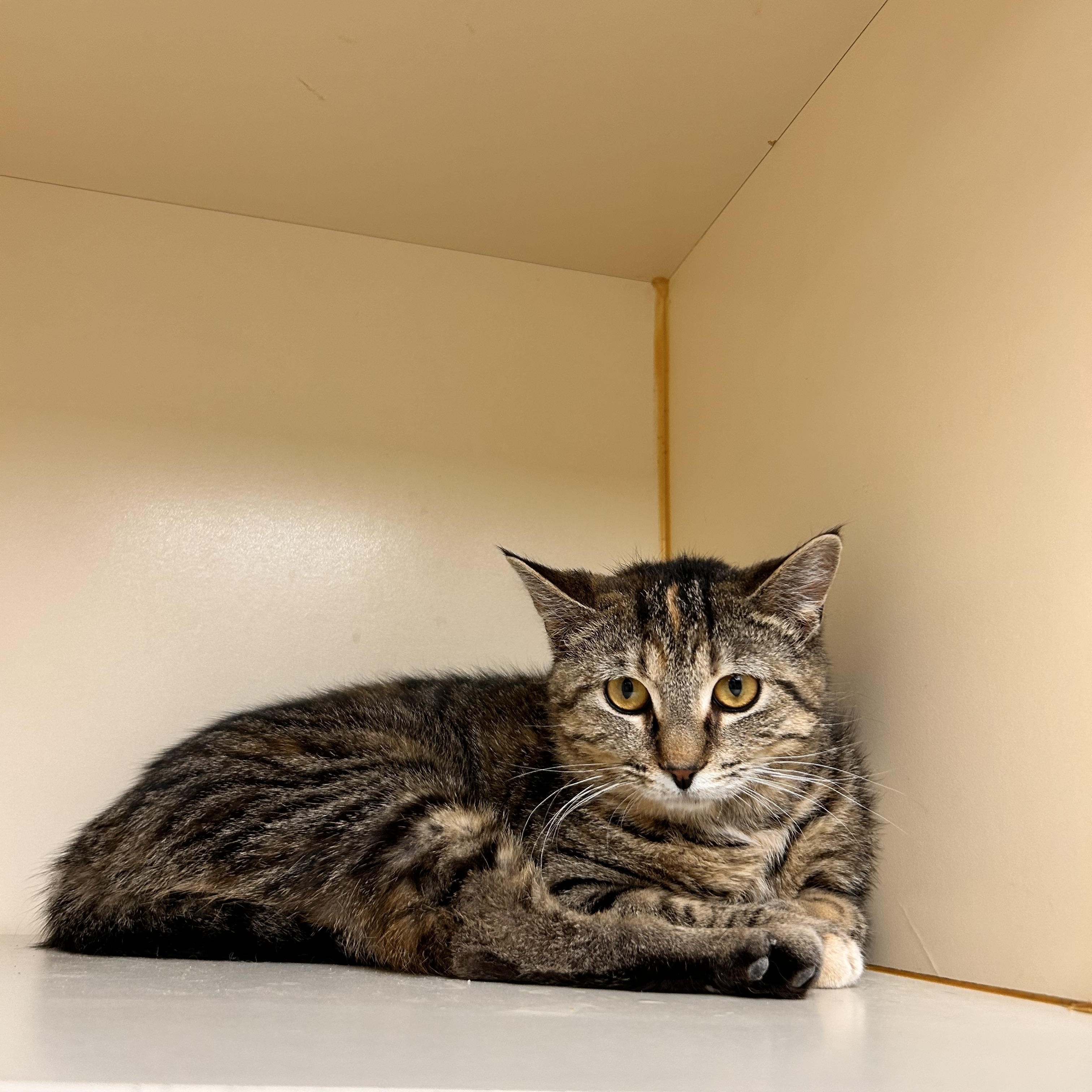 Enlarge Furby, an adopted Domestic Short Hair in Myerstown, PA image 2/2