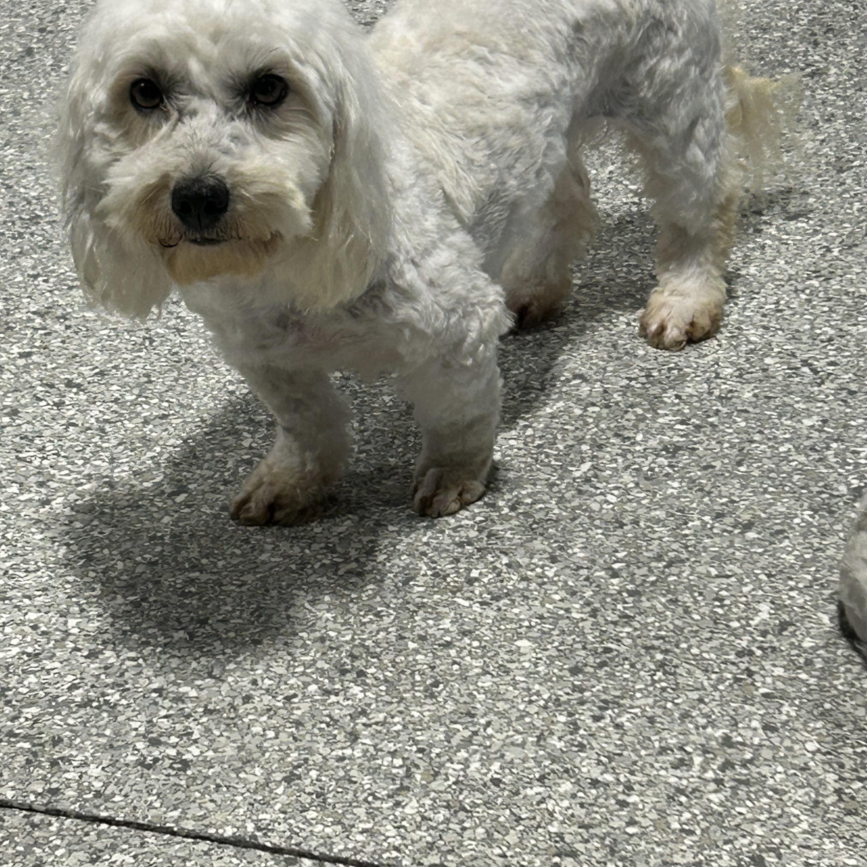 Enlarge Carman , a ADOPTABLE Coton de Tulear in Antwerp, OH image 2/4