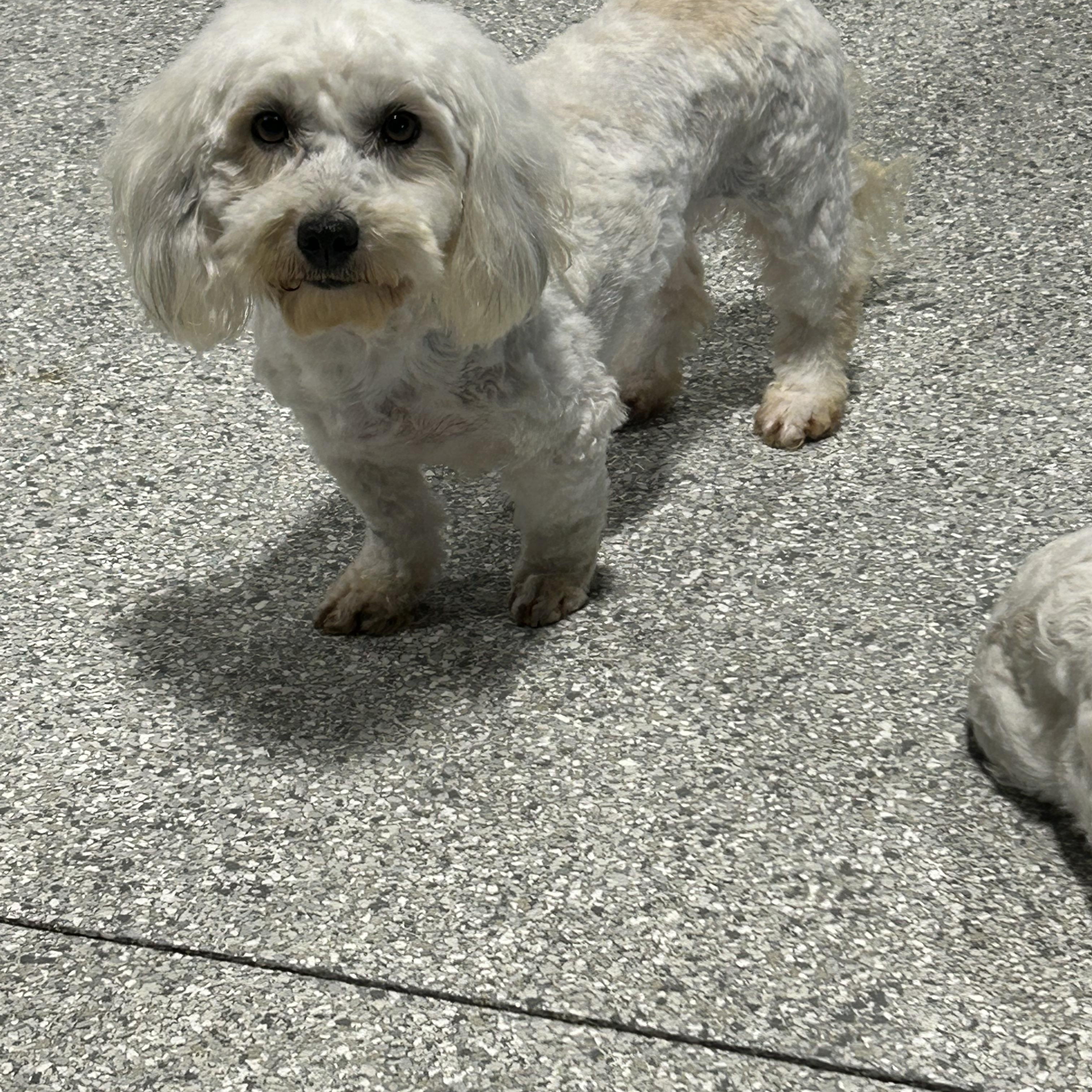 Carman , ADOPTABLE, Adult Female Coton de Tulear.