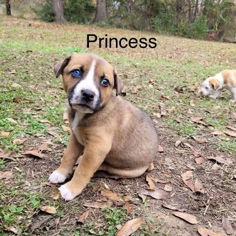 Princess with 1 Blue Eye, Adoptable, Puppy Female Boxer & Labrador Retriever.