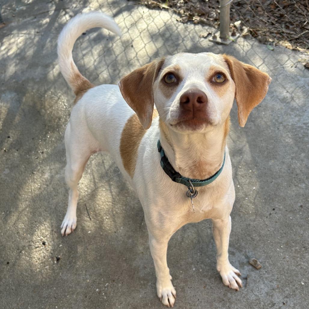Daisy, Adoptable, Adult Female Hound.