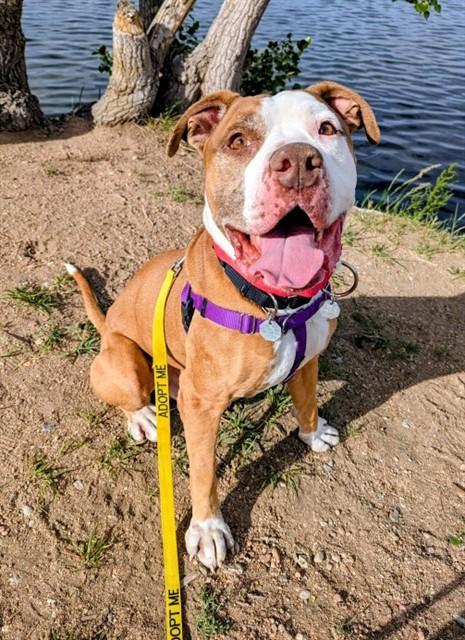 ATHANOS, Adoptable, Adult Male Pit Bull Terrier.