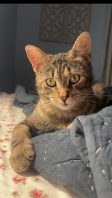 Buttercup, ADOPTABLE, Young Female Tabby.
