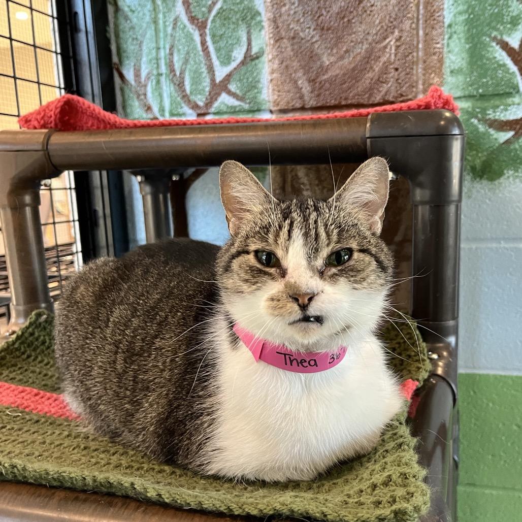 thea, Adoptable, Adult Female Domestic Short Hair.