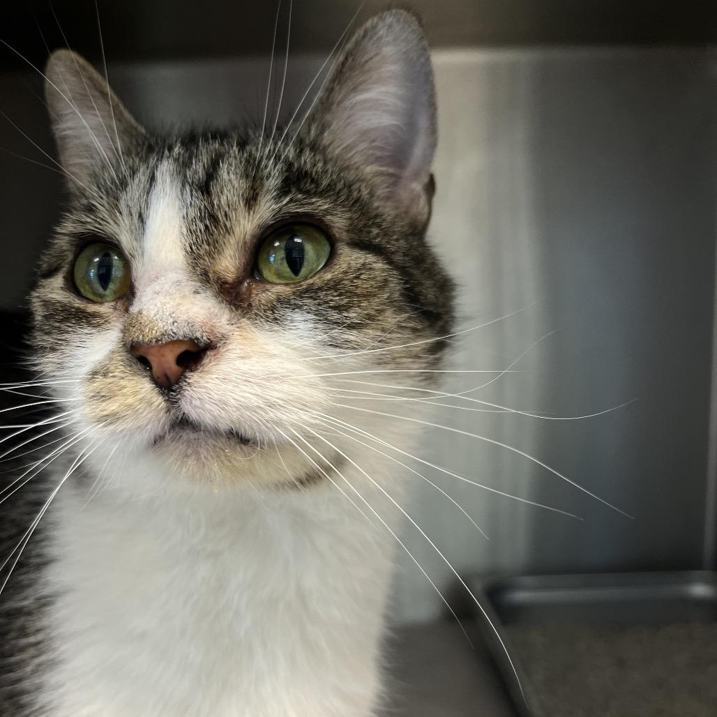 Enlarge thea, a Adoptable Domestic Short Hair in Englewood, FL image 2/3