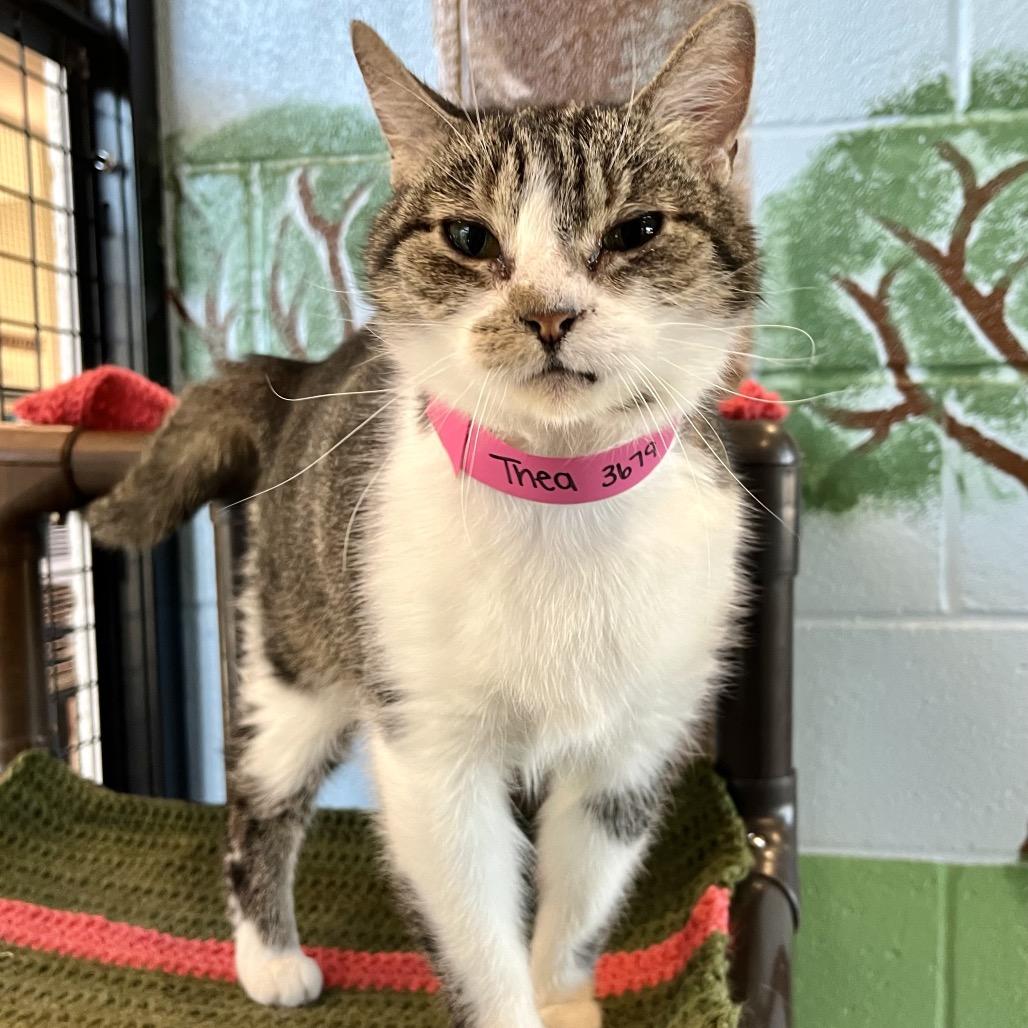 Enlarge thea, a Adoptable Domestic Short Hair in Englewood, FL image 3/3