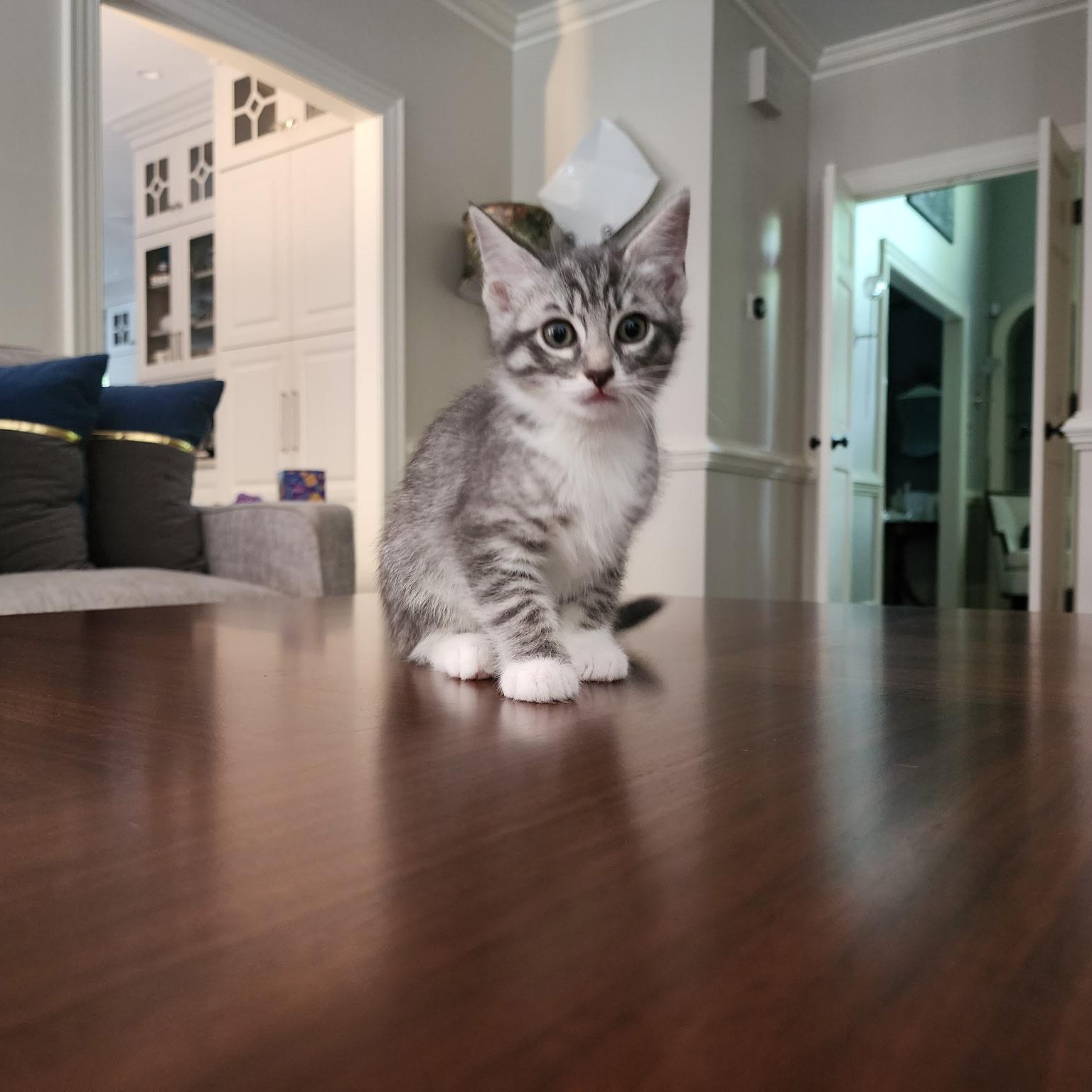 Mouse photo 1