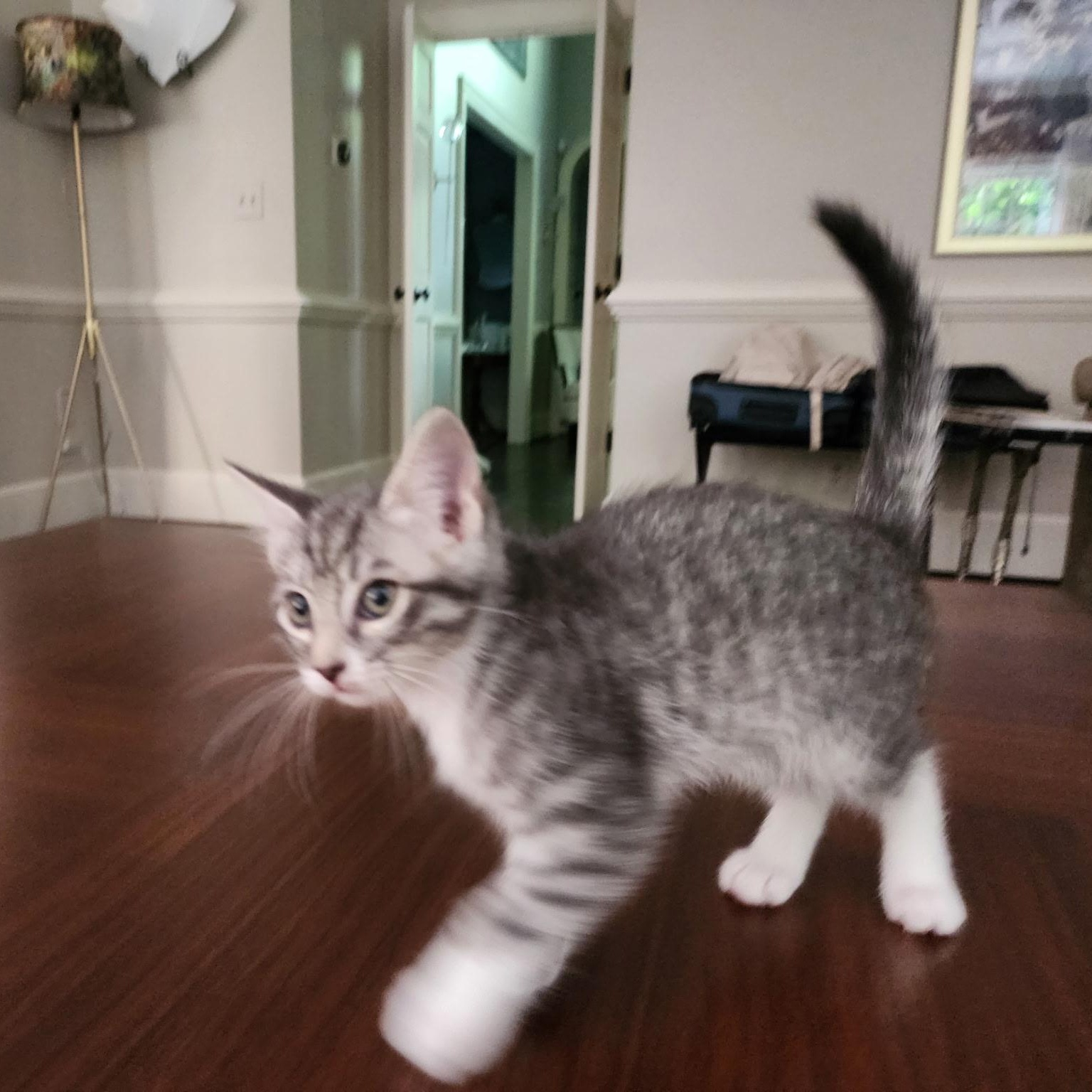 Mouse photo 2
