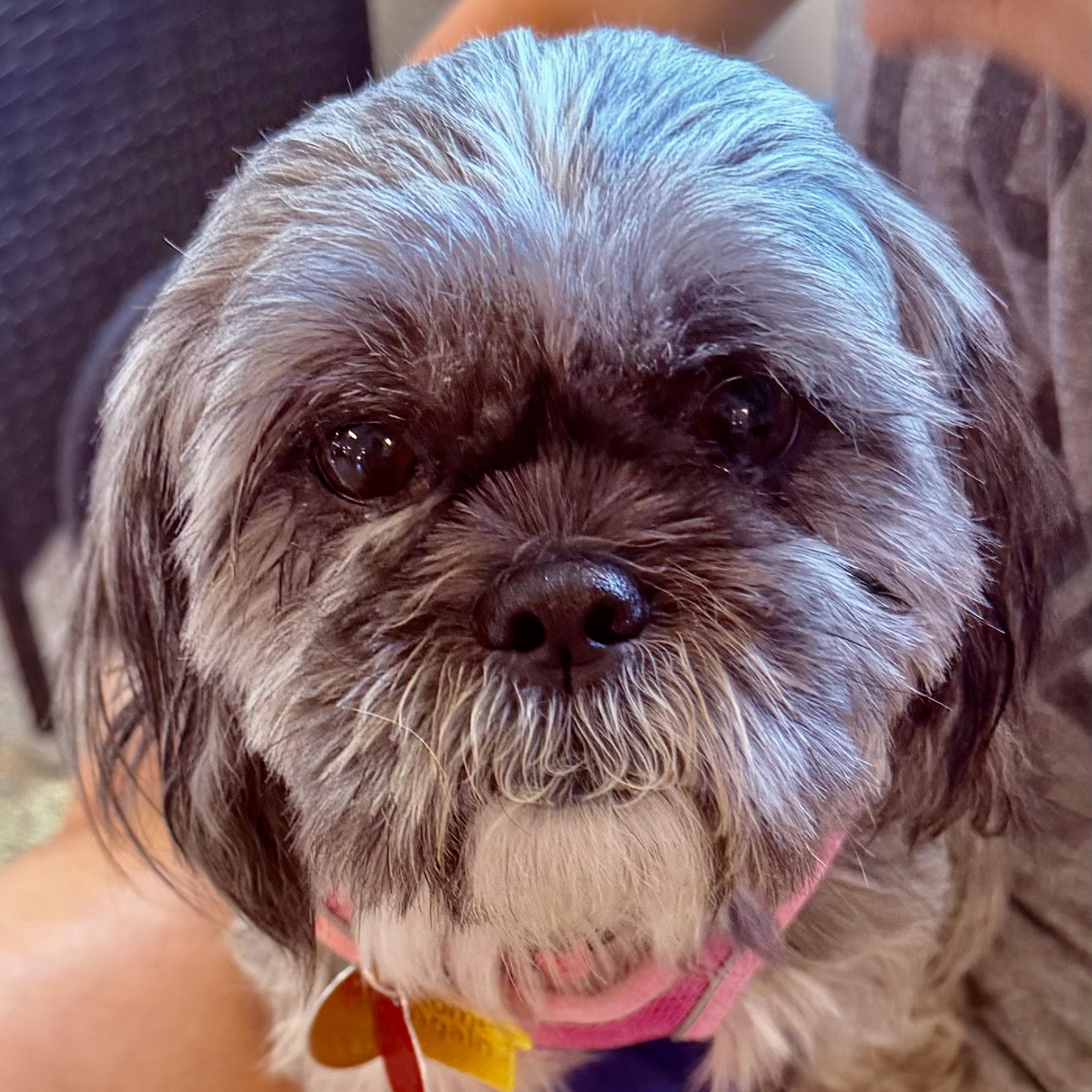 Enlarge Twizzler Collins, a Adoptable Shih Tzu in Plano, TX image 3/3