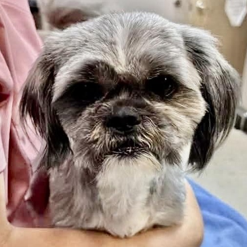 Enlarge Twizzler Collins, a Adoptable Shih Tzu in Plano, TX image 2/3