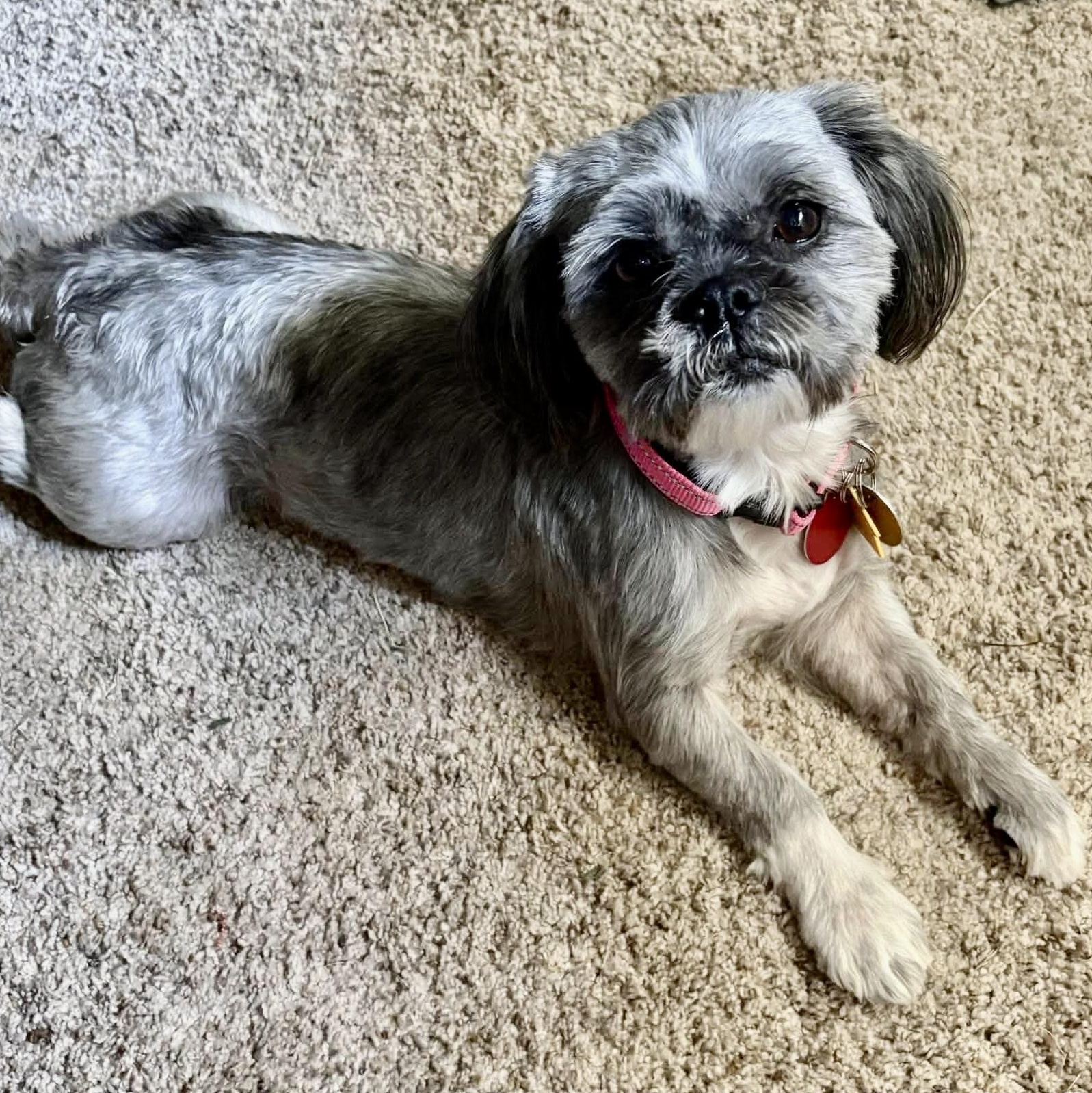 Twizzler Collins, Adoptable, Young Female Shih Tzu.