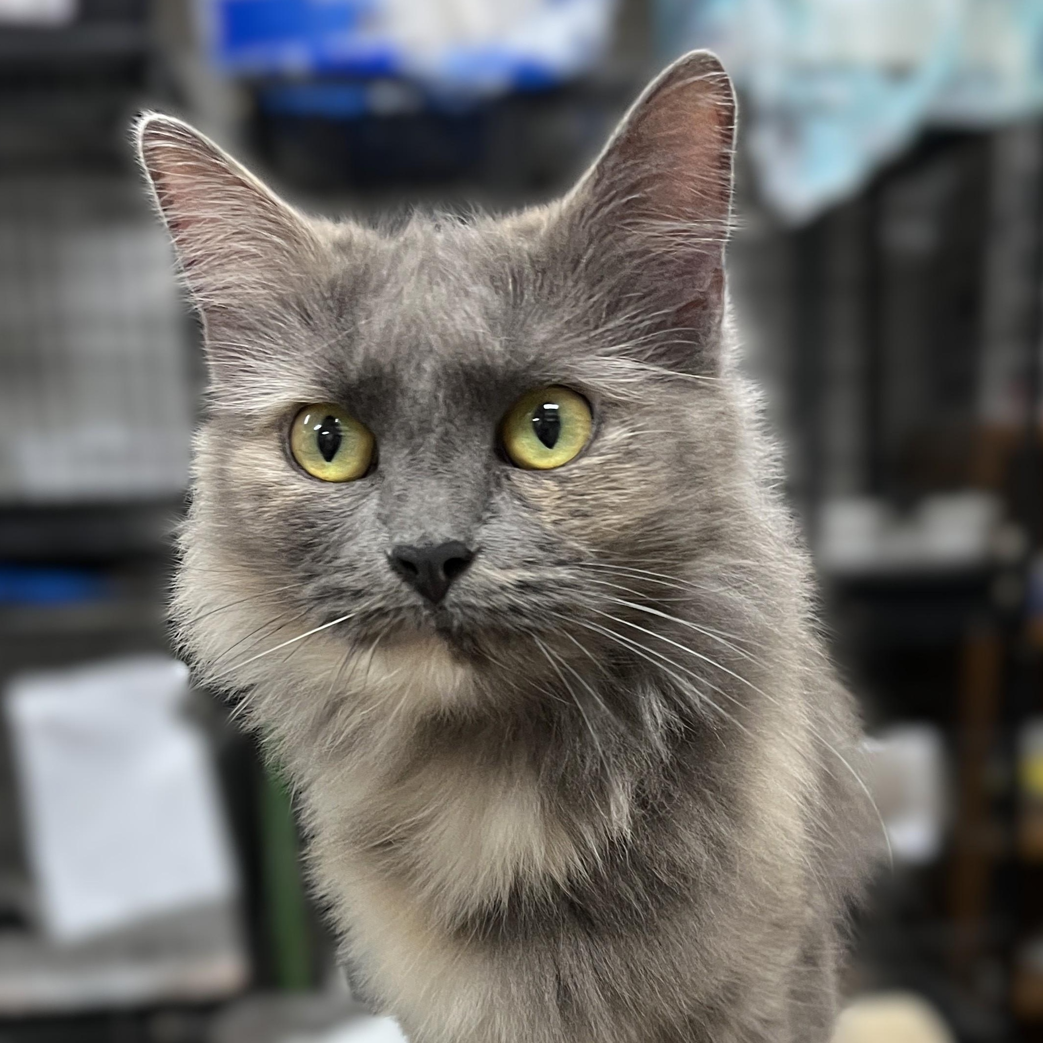 Cricket, Adoptable, Adult Female Domestic Medium Hair.