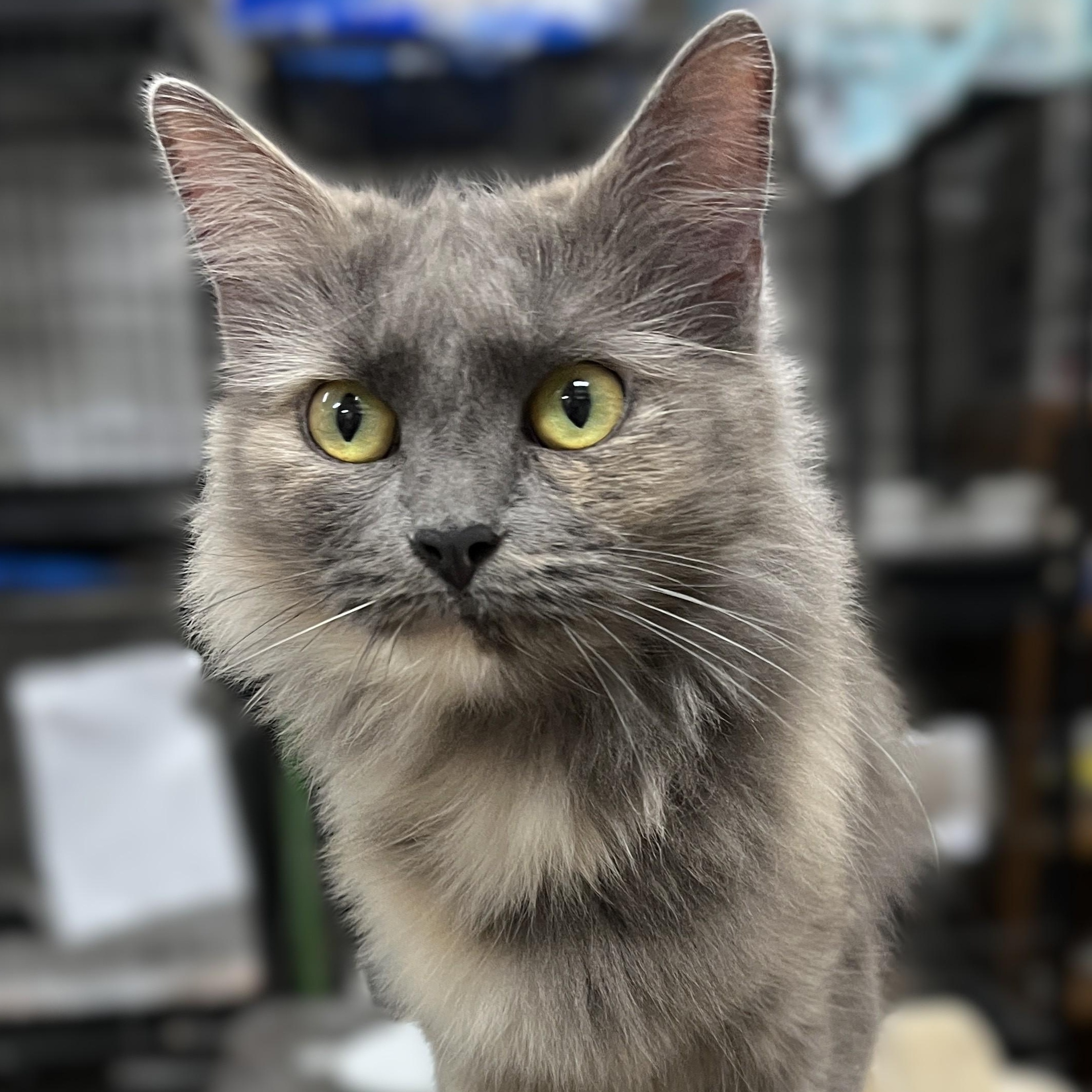 Enlarge Cricket, a Adoptable Domestic Medium Hair in Shingletown, CA image 2/2