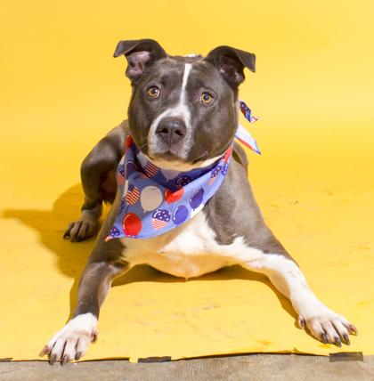 Enlarge Toby, a Adoptable mixed breed in Santa Paula, CA image 1/3