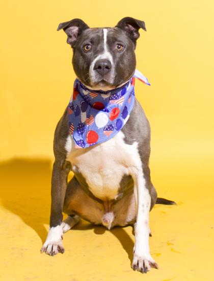 Toby, Adoptable, Adult Male American Staffordshire Terrier & Mixed Breed.