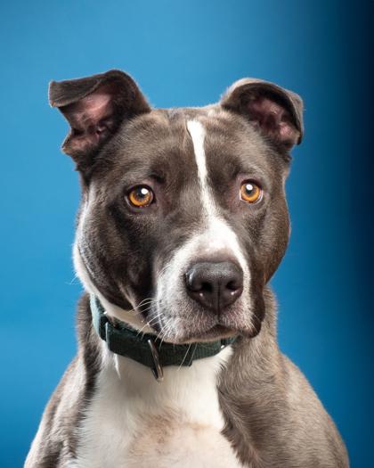 Toby, a Adoptable mixed breed in Santa Paula, CA image 3/5