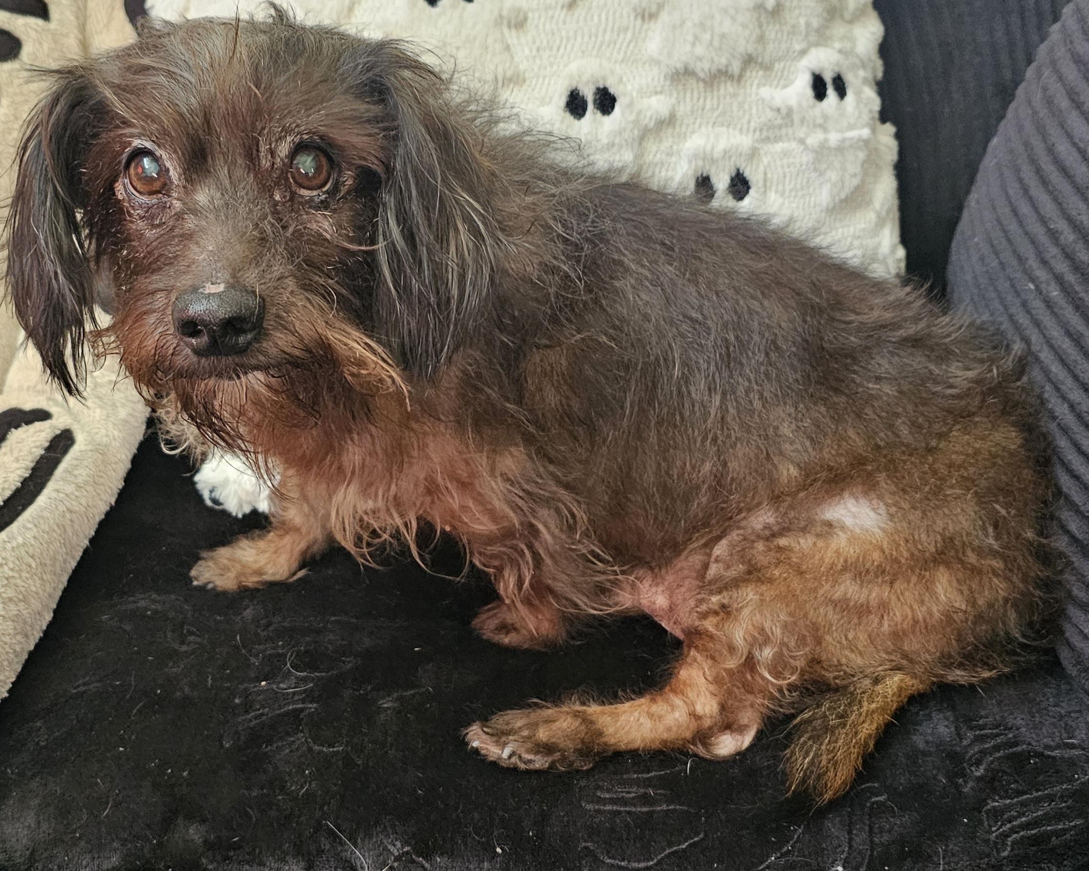 Jasper, Adoptable, Senior Male Wirehaired Dachshund.