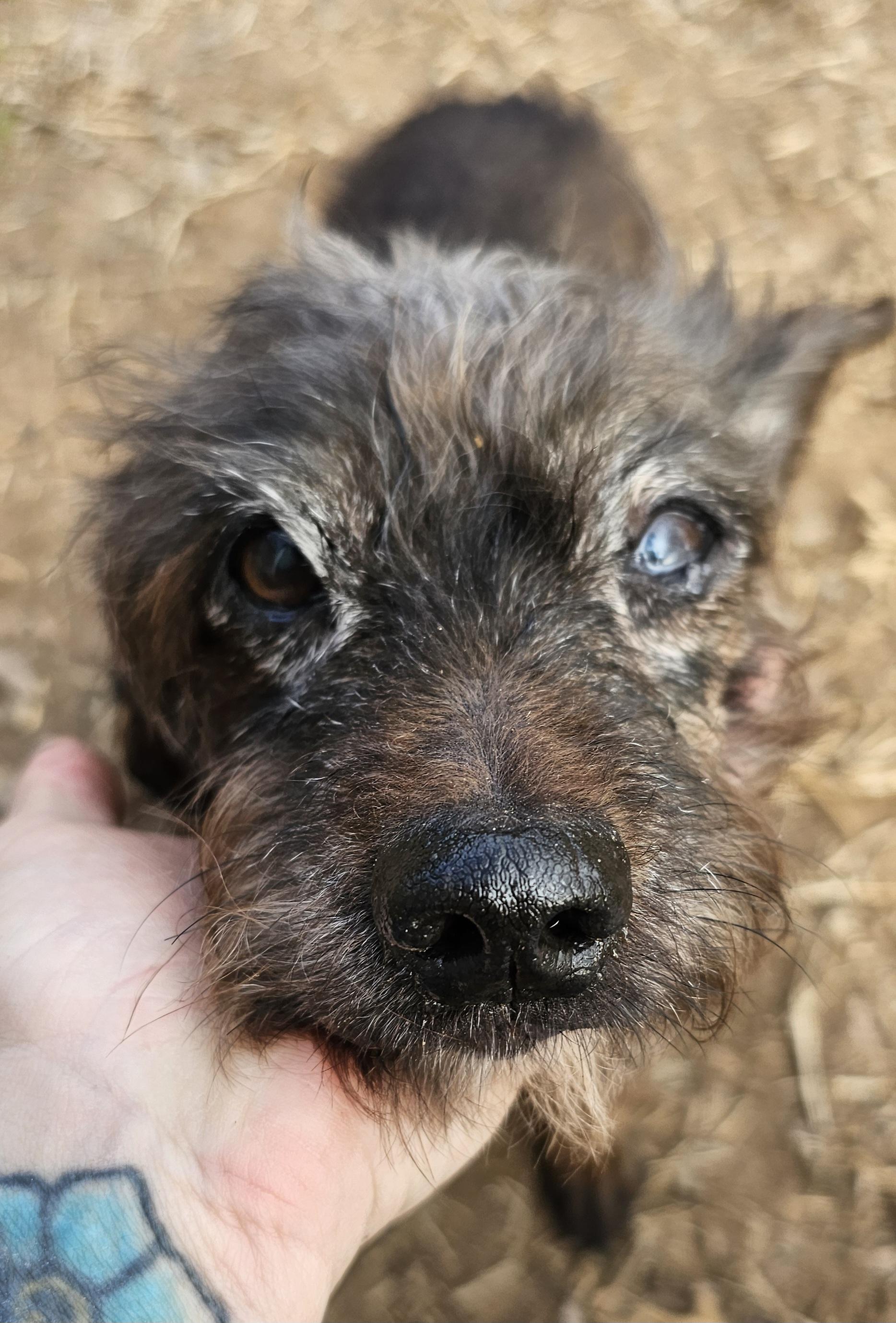 Enlarge Jasper, an adopted mixed breed in Dallas, TX image 1/4