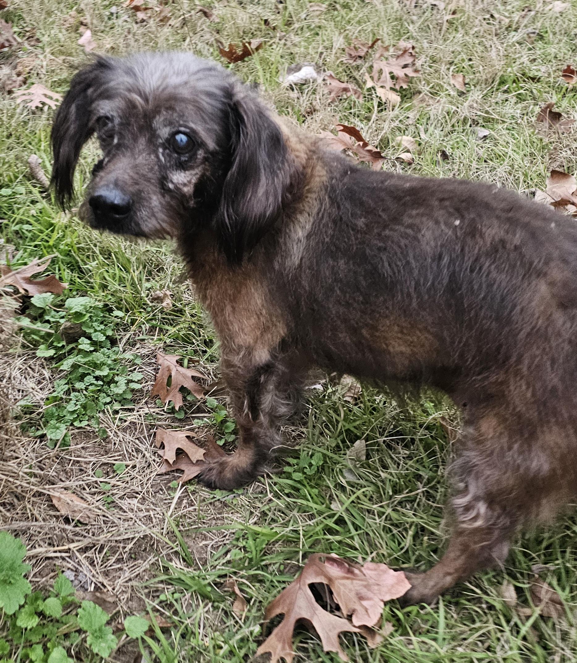 Enlarge Jasper, an adopted mixed breed in Dallas, TX image 2/4