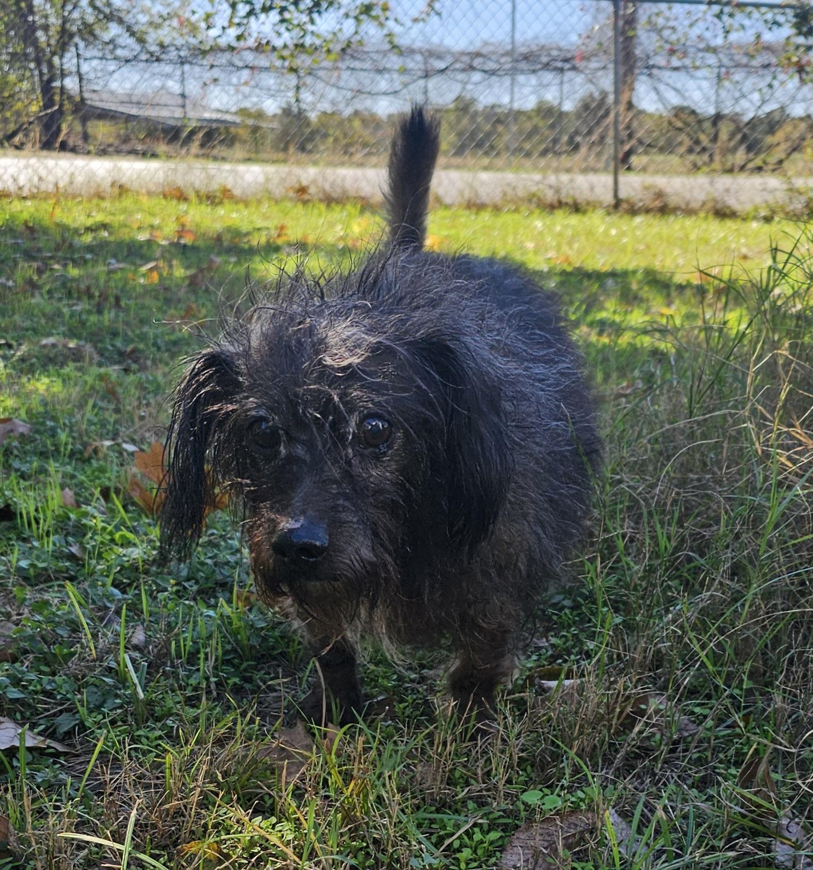 Enlarge Jasper, a Adoptable mixed breed in Dallas, TX image 4/5