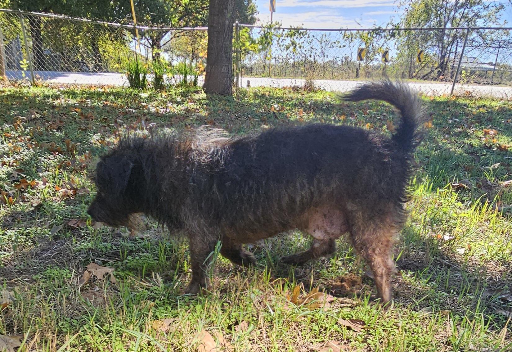 Enlarge Jasper, a Adoptable mixed breed in Dallas, TX image 5/5