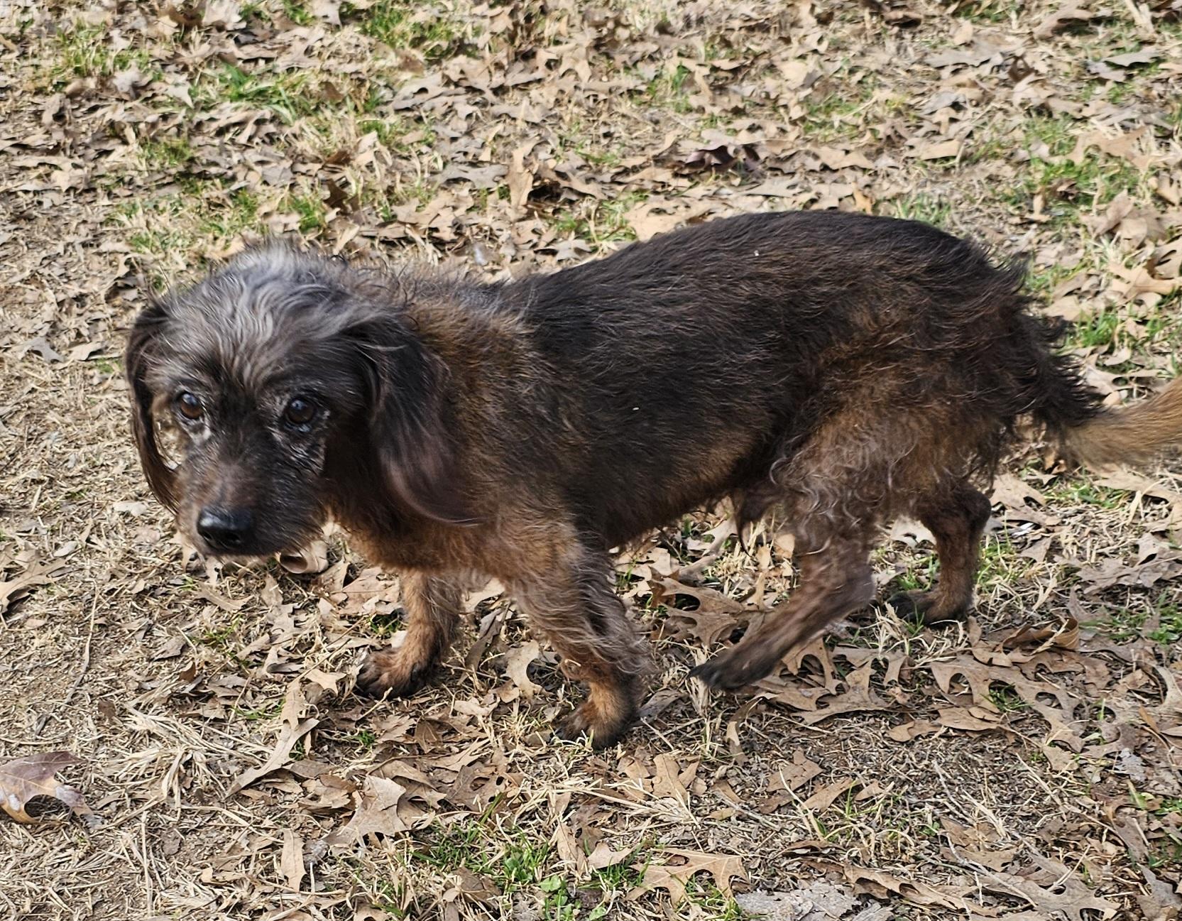 Enlarge Jasper, an adopted mixed breed in Dallas, TX image 4/4