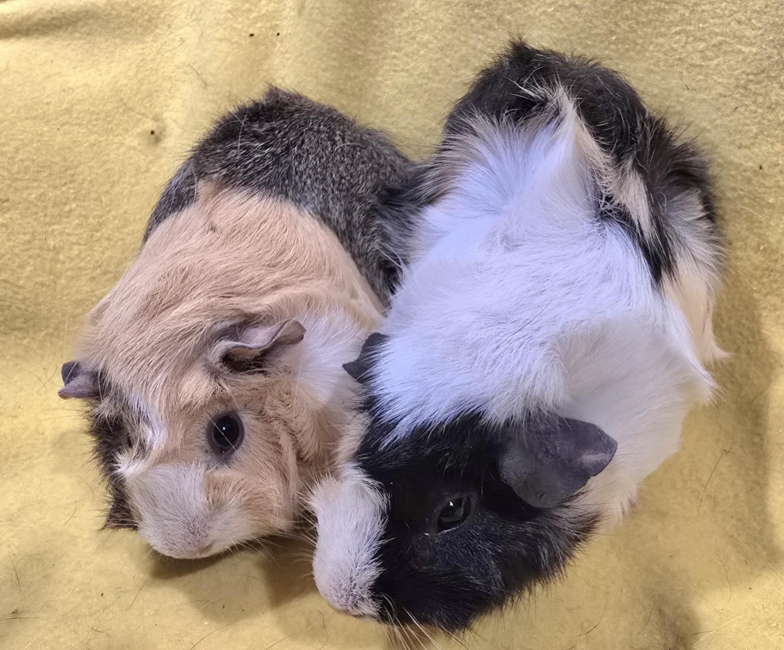 Cleo and Jasmine , an adoptable Guinea Pig in New Kensington, PA image 4/4
