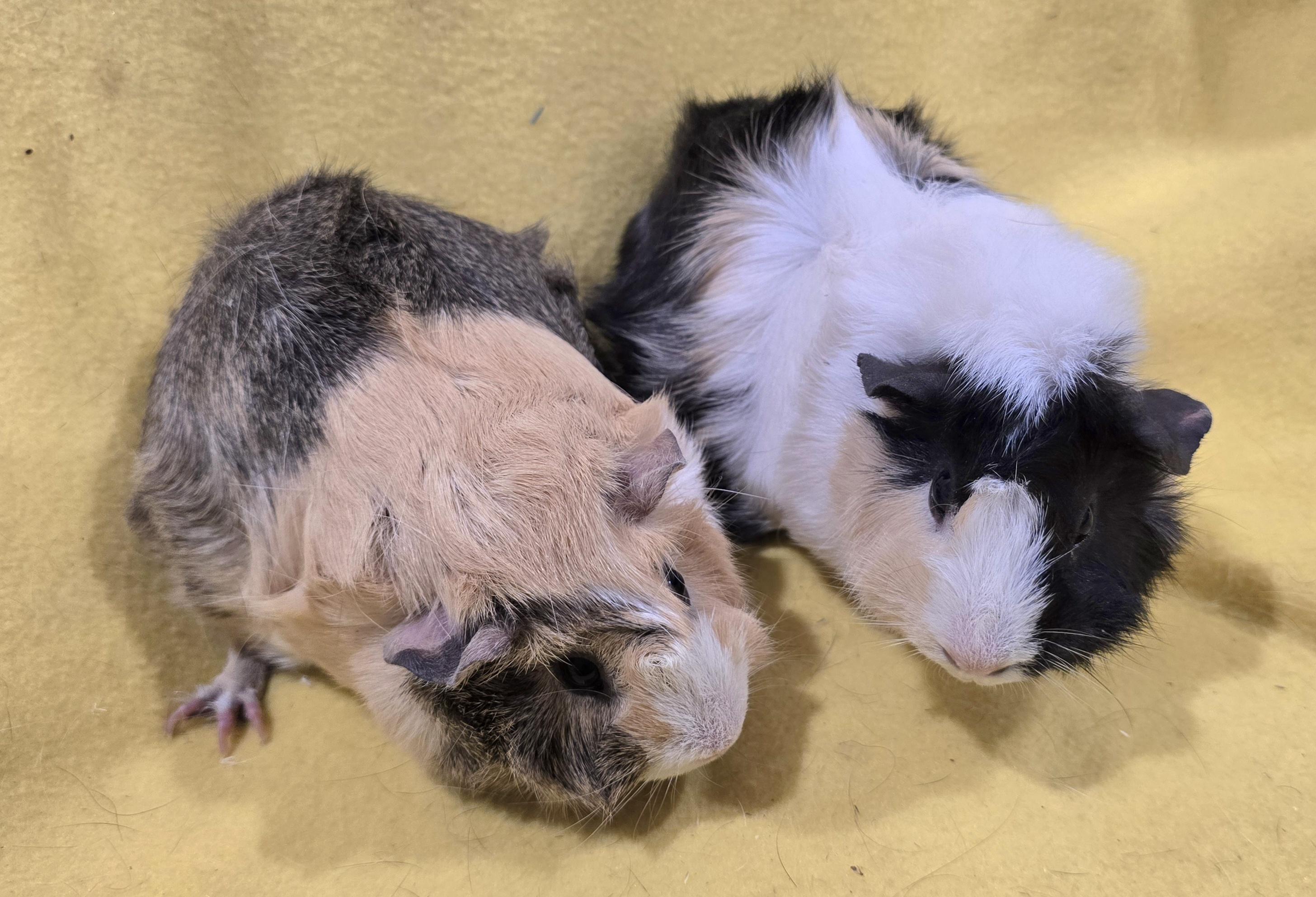 Cleo and Jasmine , adoptable, Young Female Guinea Pig.