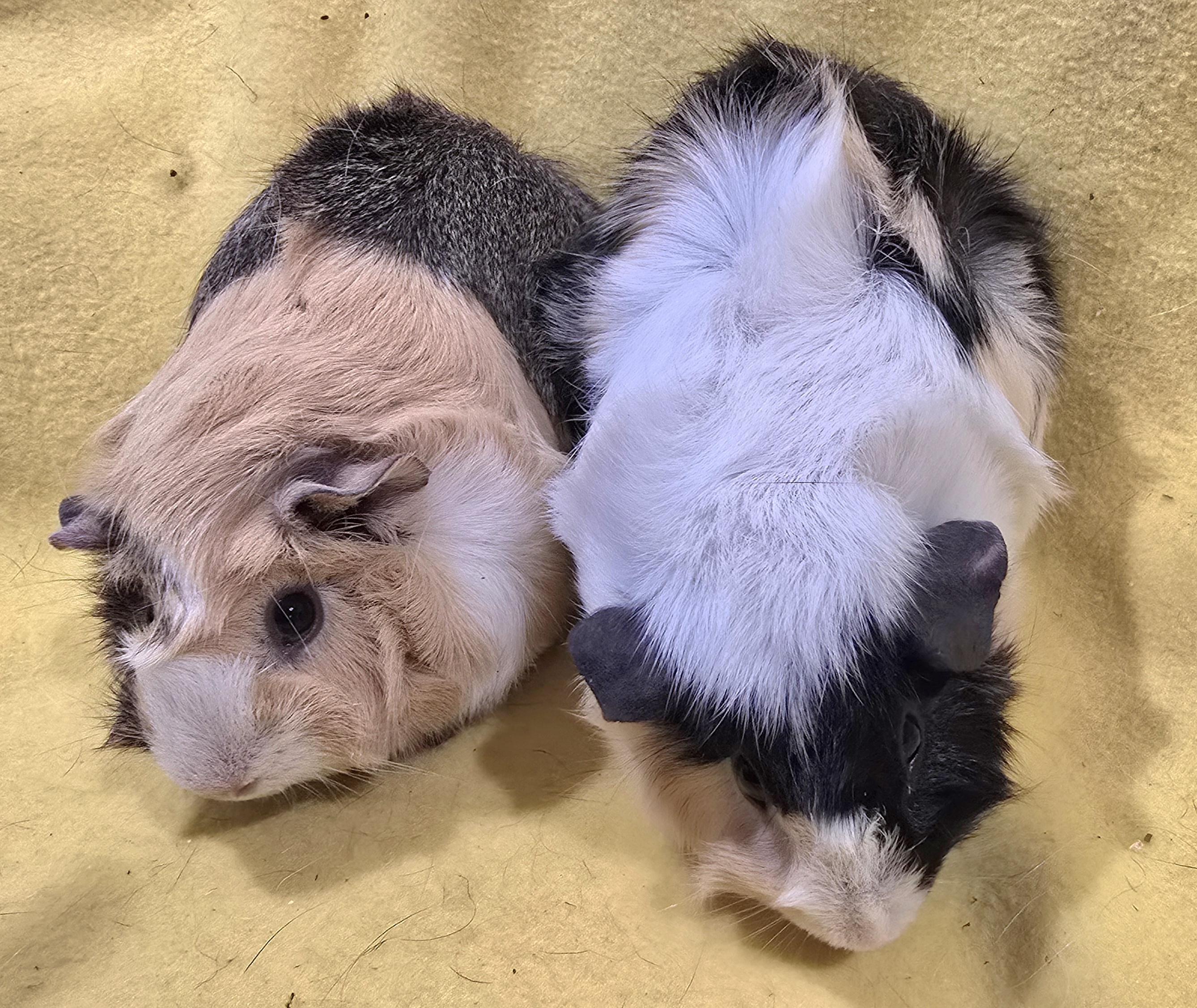 Cleo and Jasmine , an adoptable Guinea Pig in New Kensington, PA image 2/4