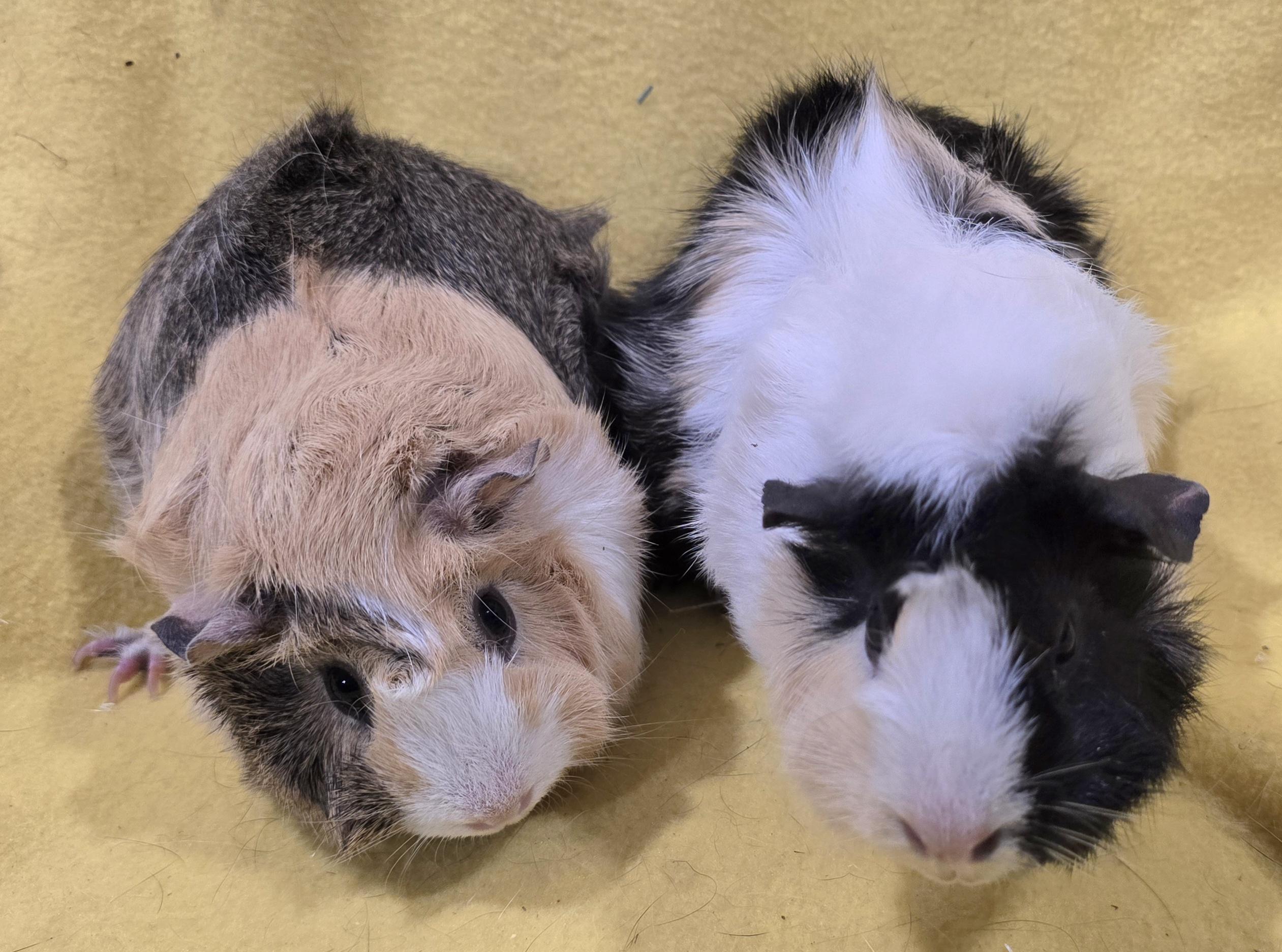 Cleo and Jasmine , an adoptable Guinea Pig in New Kensington, PA image 3/4
