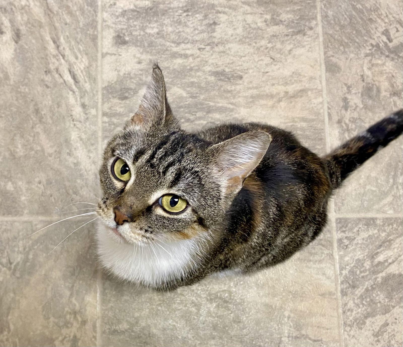 Enlarge Freda, a Adopted mixed breed in Fargo, ND image 2/2