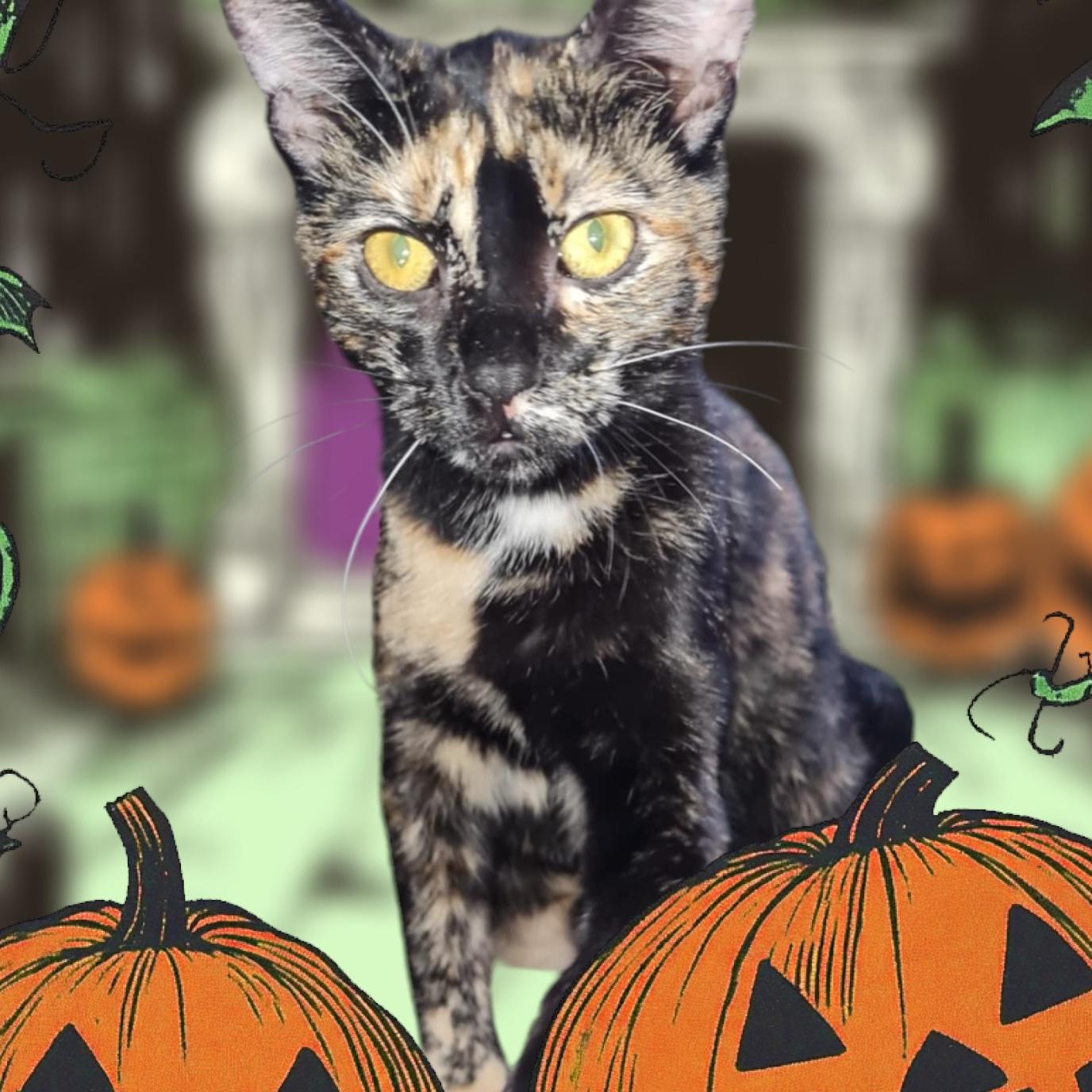 Purrla INDOOR ONLY, a Adoptable mixed breed in Stockton, CA image 1/4