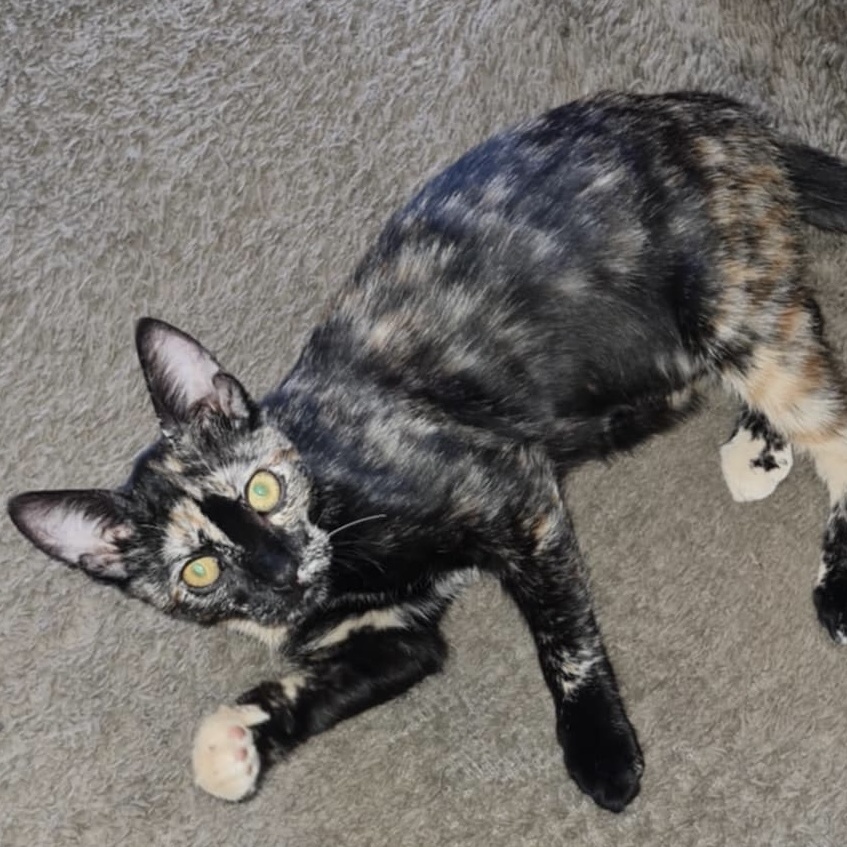 Purrla INDOOR ONLY, Baby Female Domestic Short Hair