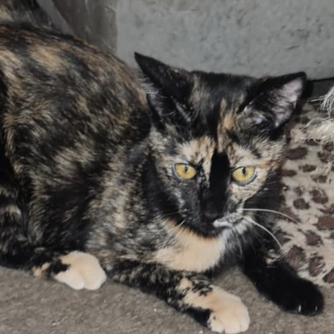 Purrla INDOOR ONLY, a Adoptable mixed breed in Stockton, CA image 3/4