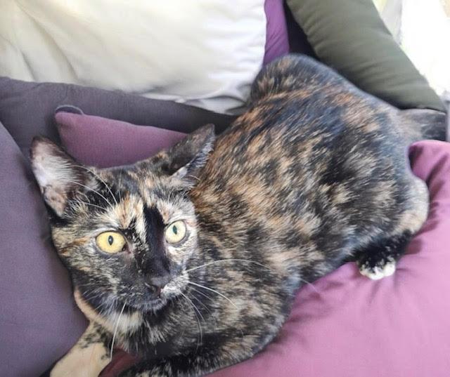 Purrla INDOOR ONLY, a Adoptable mixed breed in Stockton, CA image 4/4