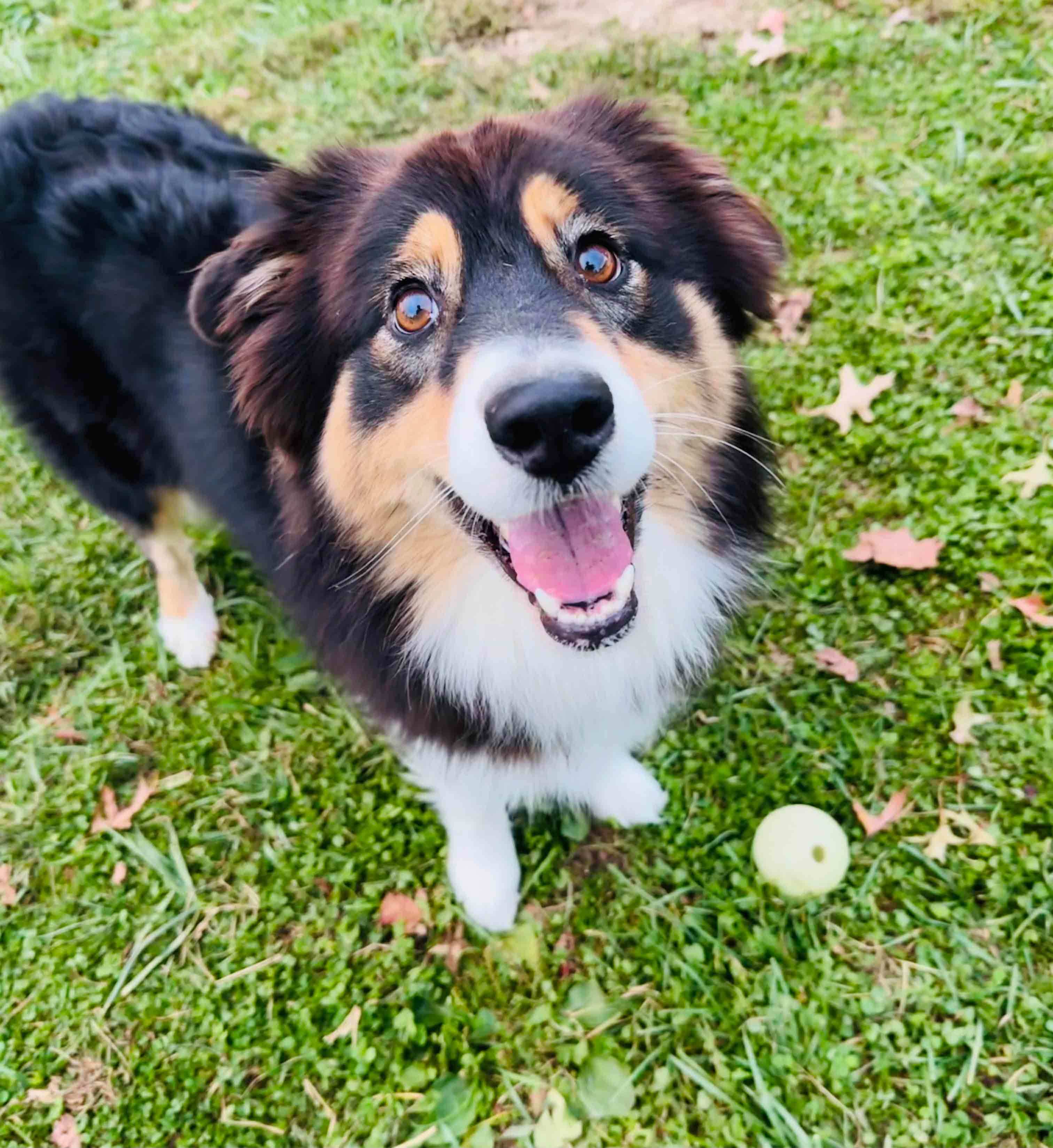 Luna - bonded with Kibo, Adopted, Adult Female Australian Shepherd.